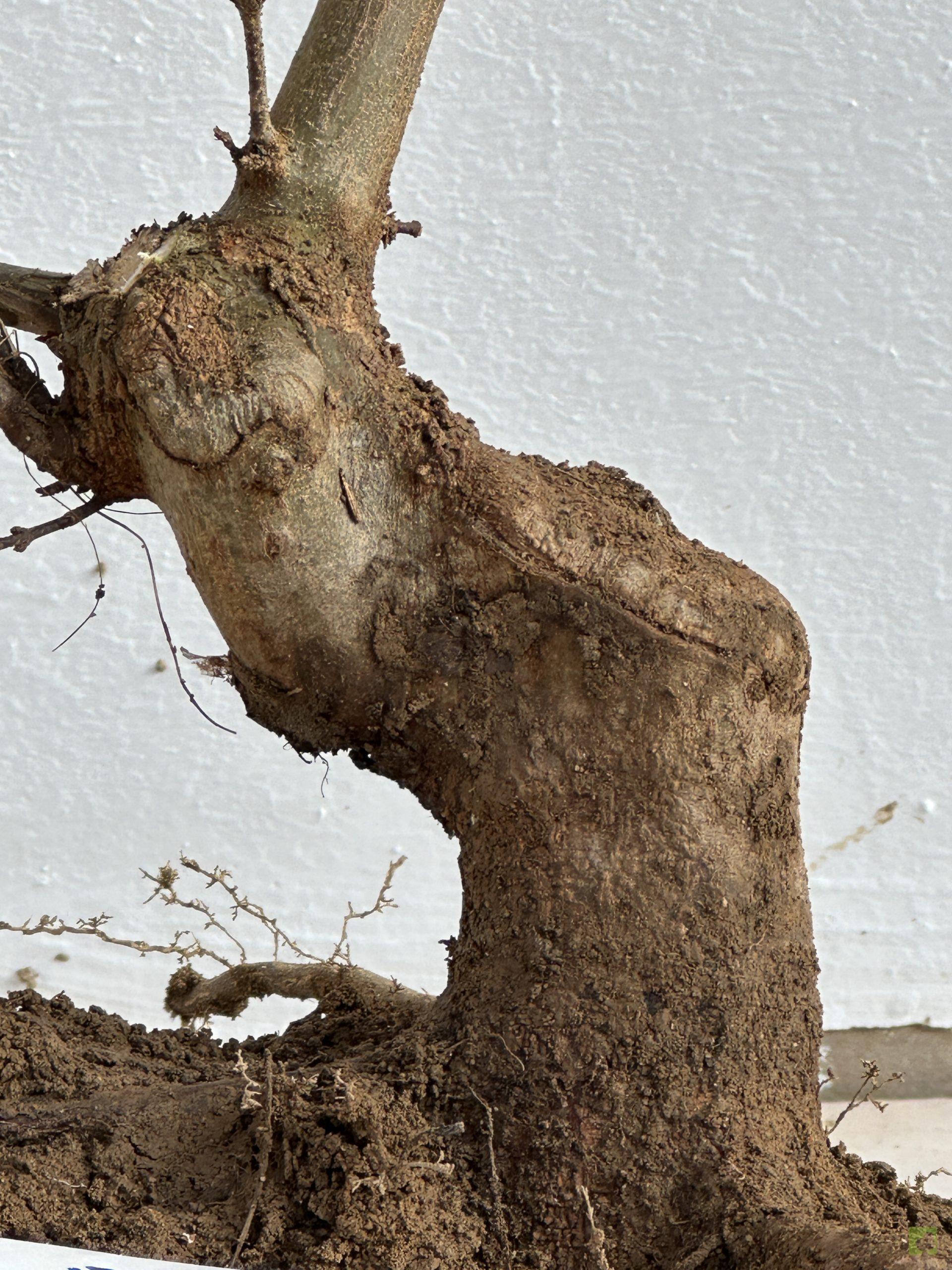 ARCE BURGERIANO 39 (2)