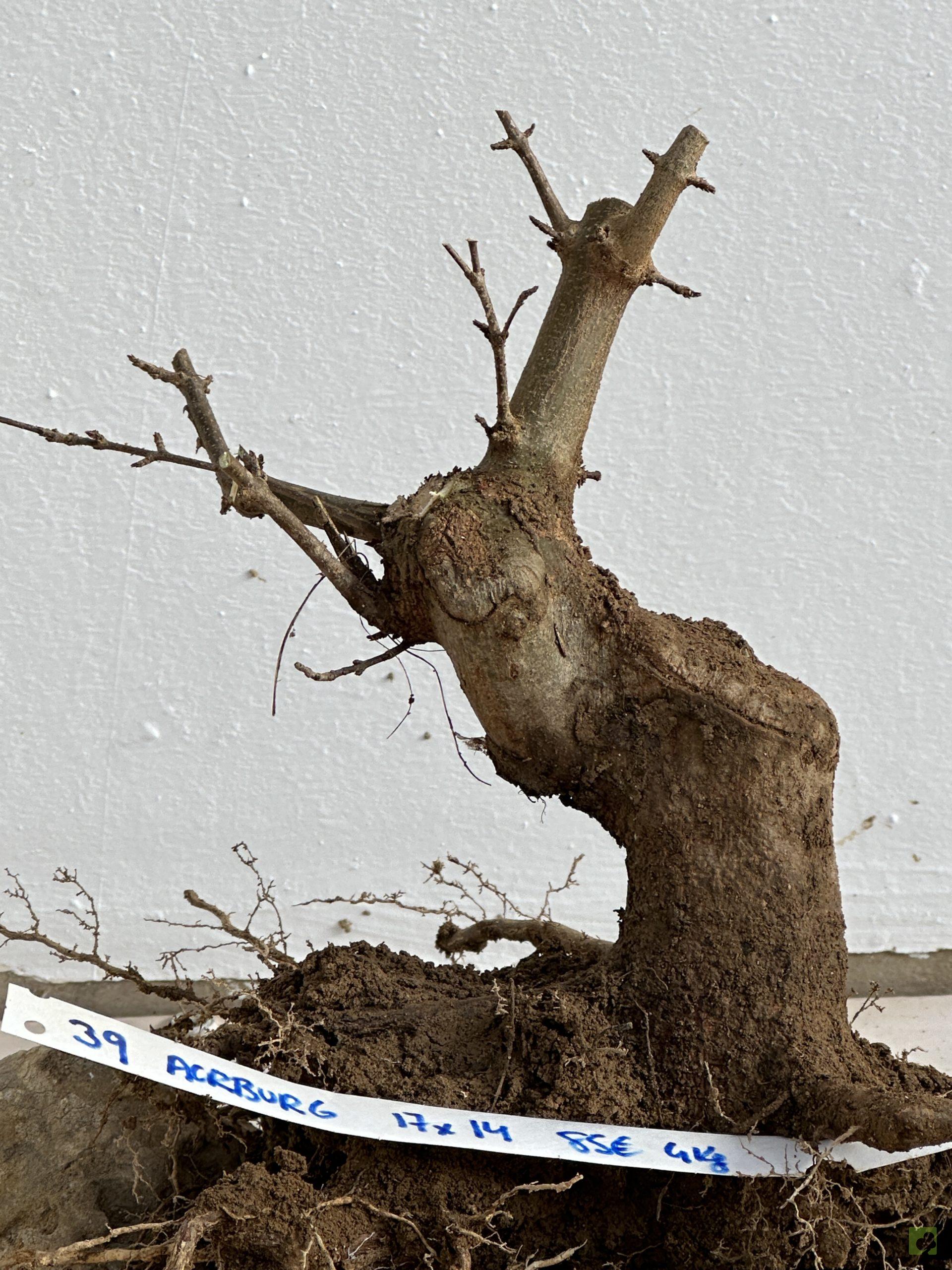 ARCE BURGERIANO 39 (3)