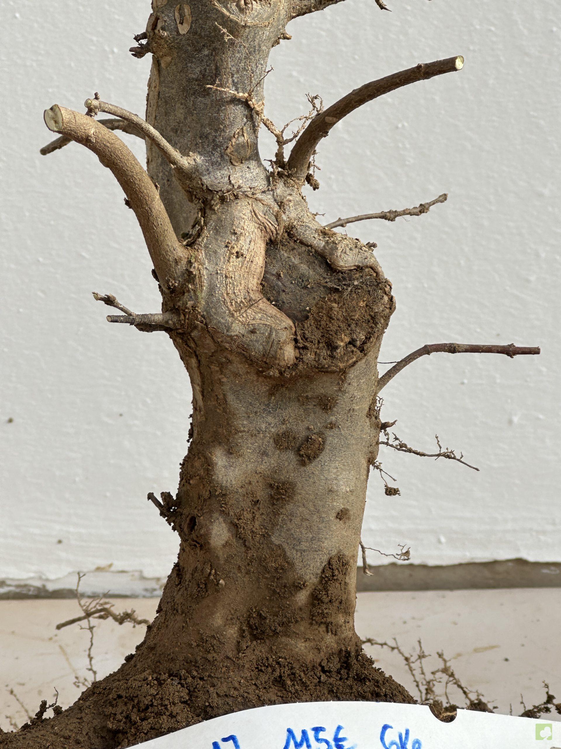 ARCE BURGERIANO 40 (1)