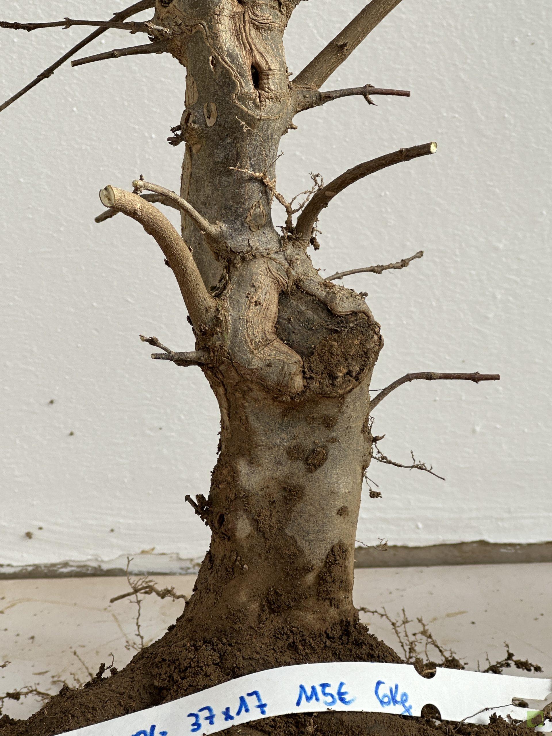 ARCE BURGERIANO 40 (2)