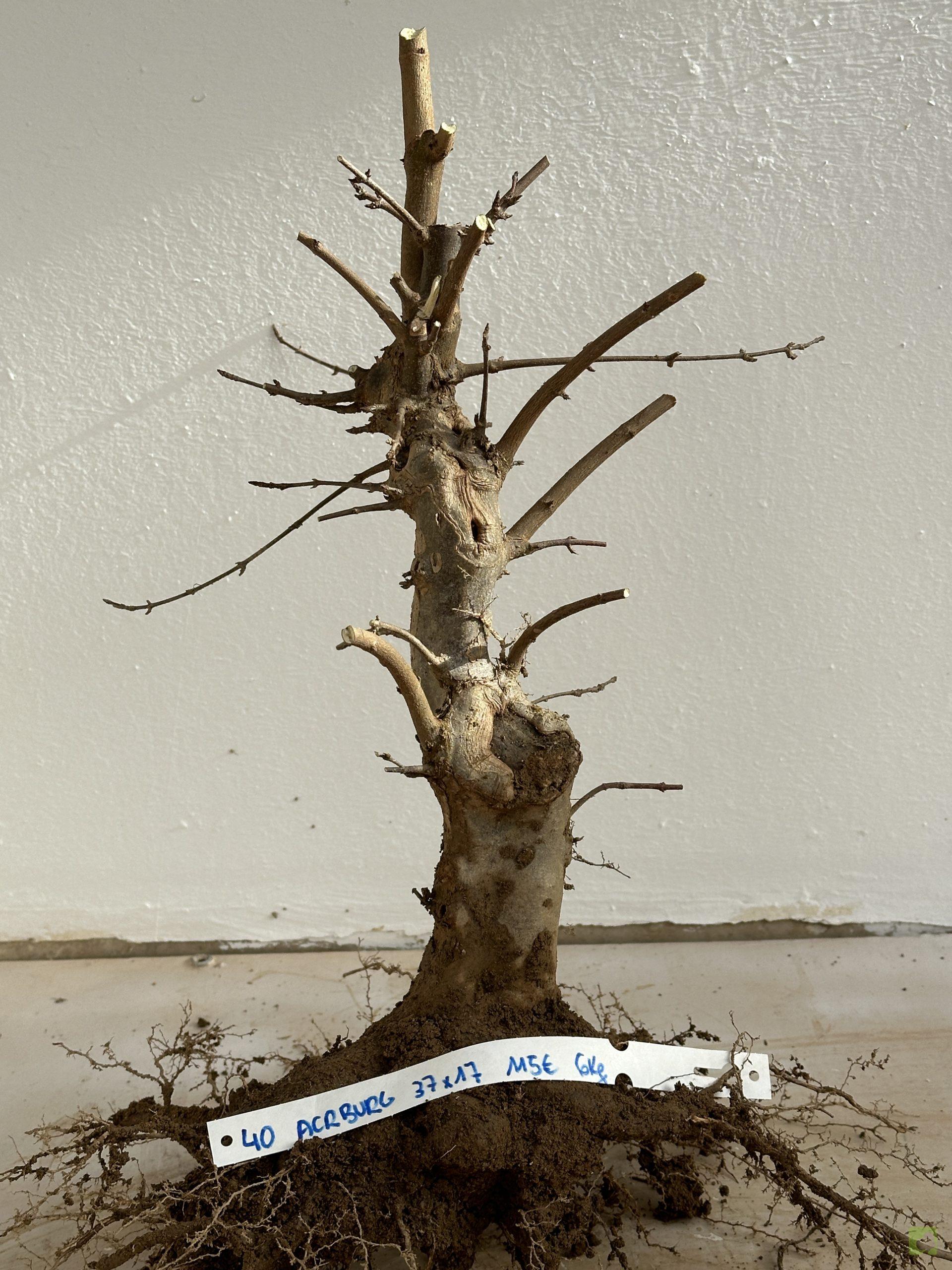 ARCE BURGERIANO 40 (3)