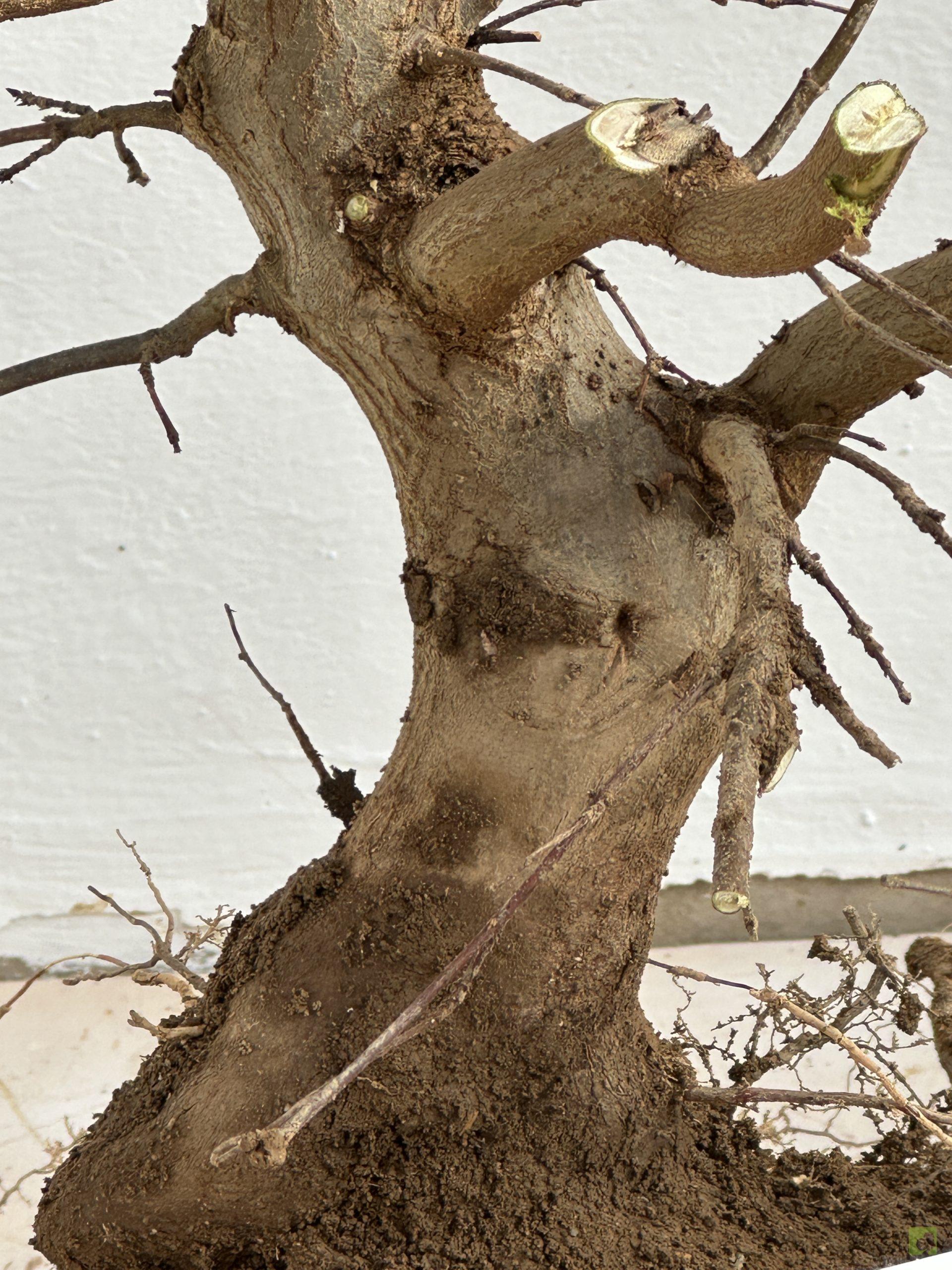 ARCE BURGERIANO 41 (2)