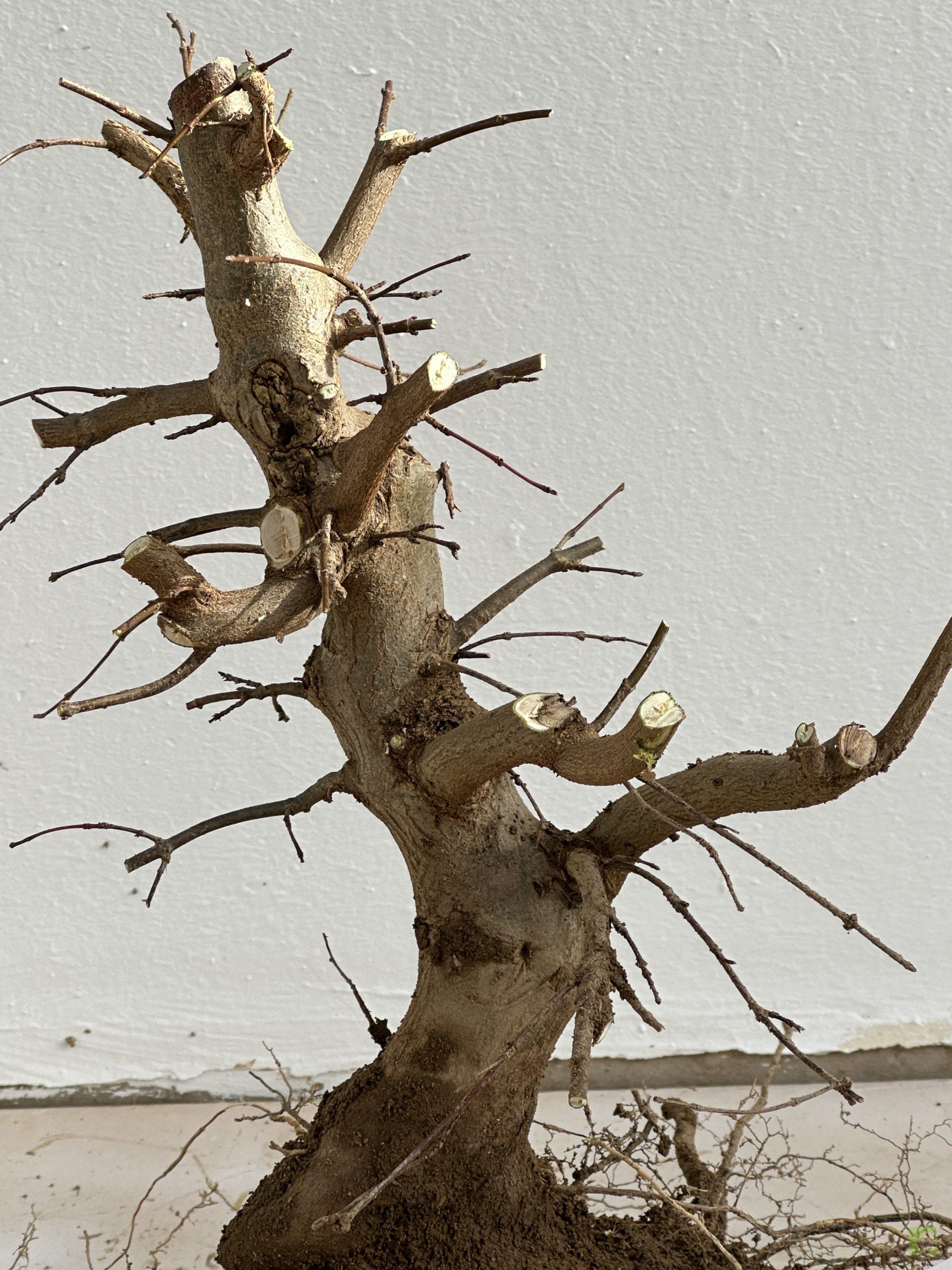 ARCE BURGERIANO 41 (3)