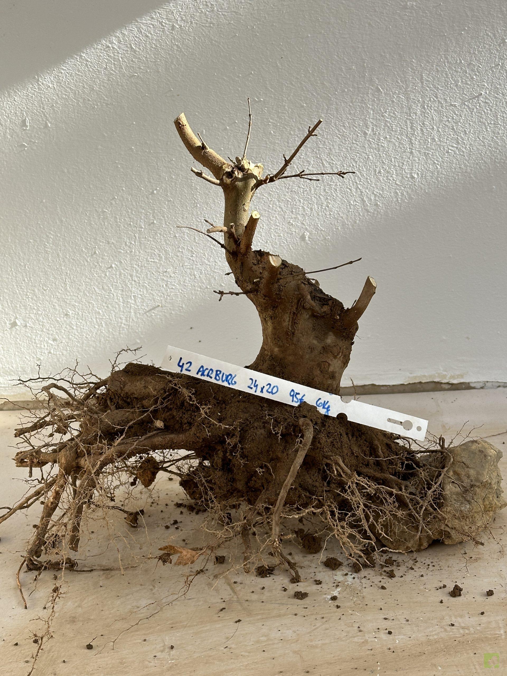 ARCE BURGERIANO 42 (1)