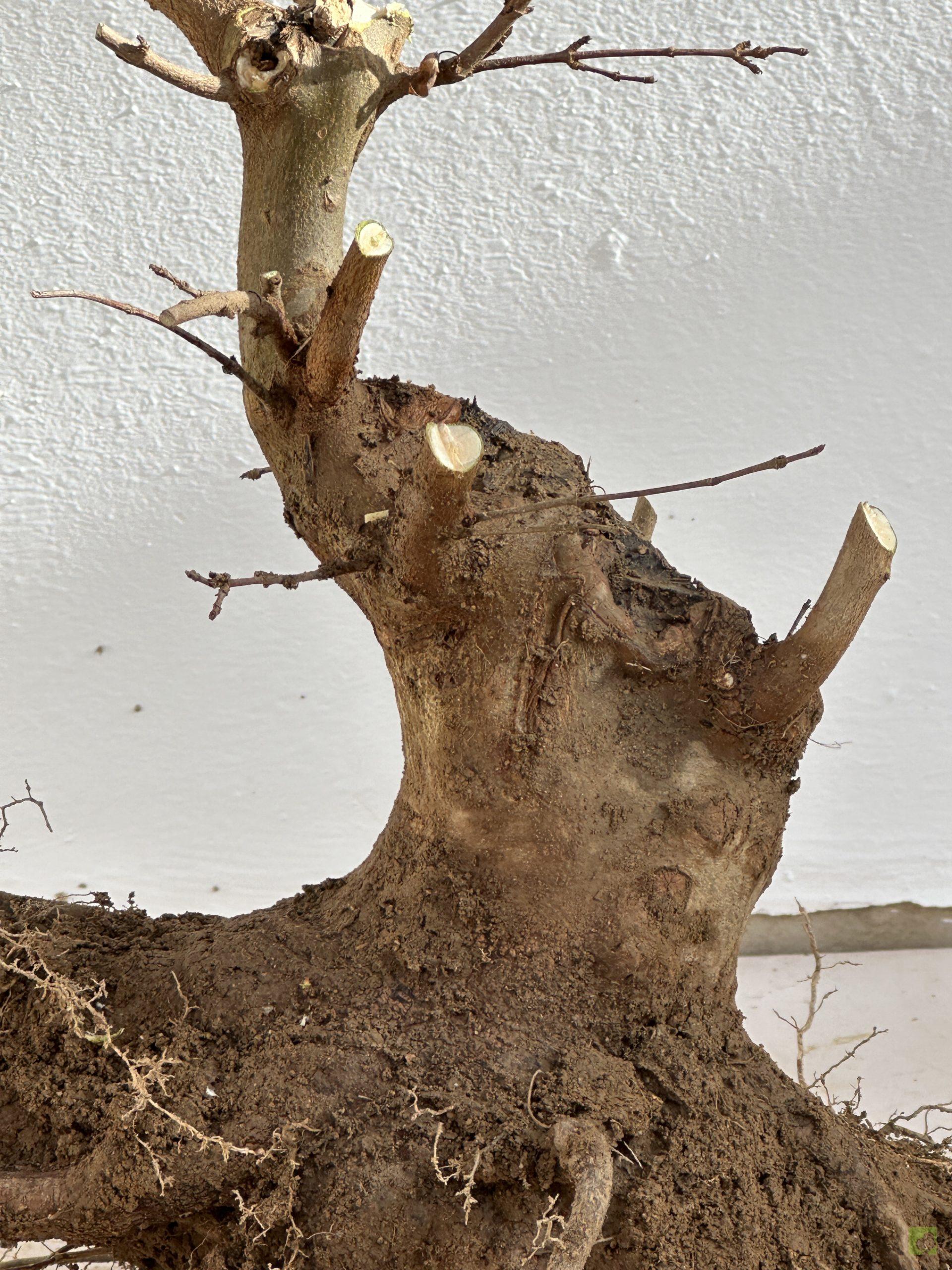 ARCE BURGERIANO 42 (2)