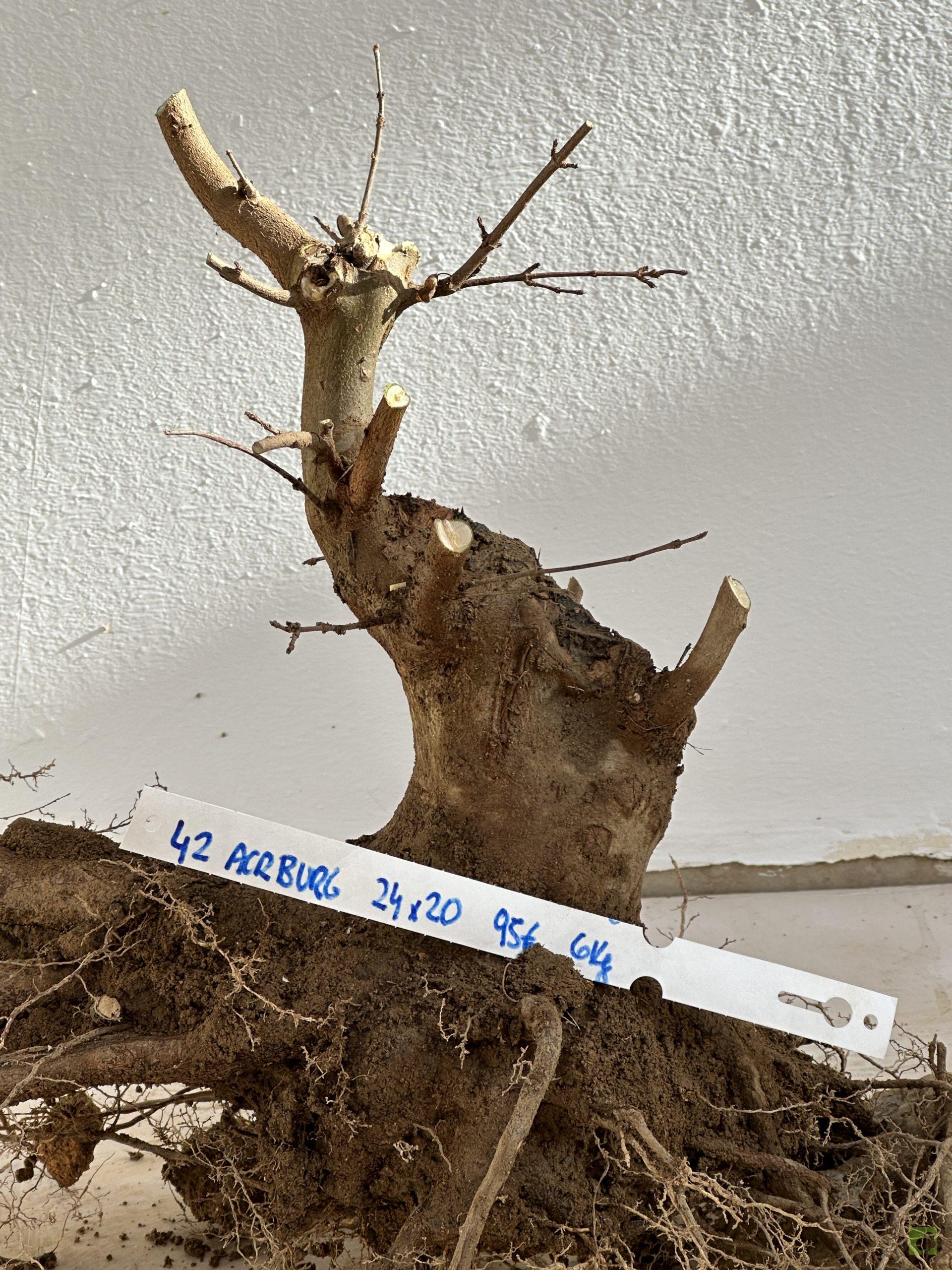 ARCE BURGERIANO 42 (3)