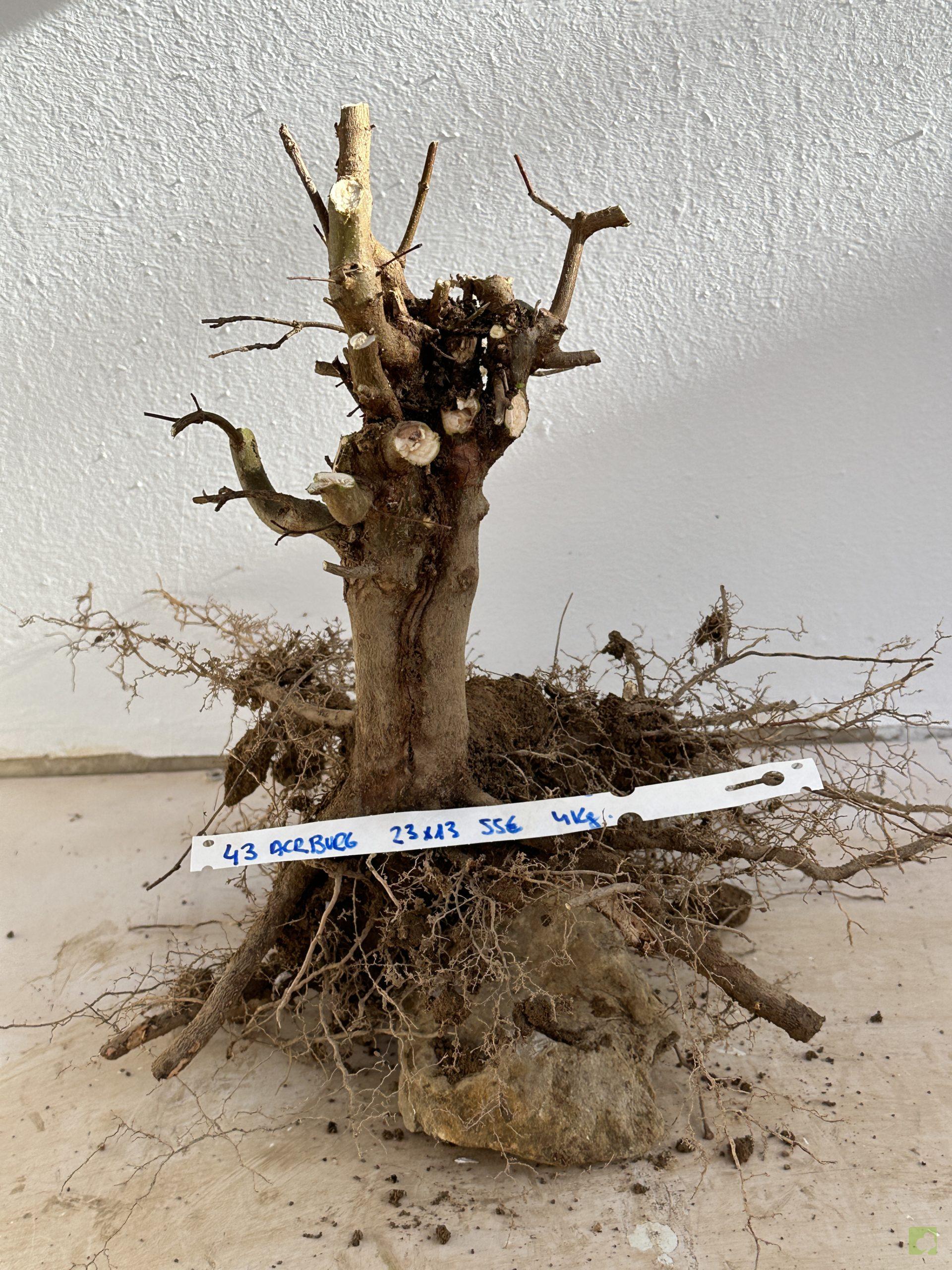 ARCE BURGERIANO 43 (1)