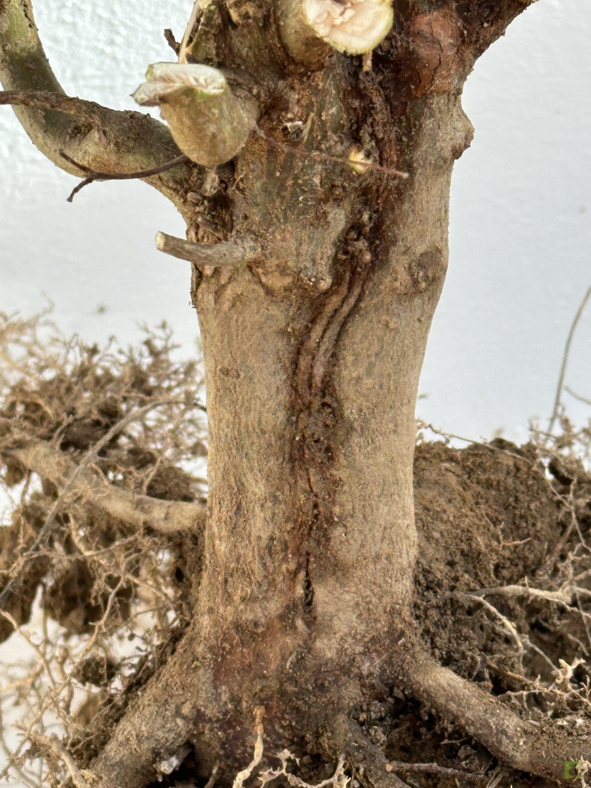 ARCE BURGERIANO 43 (2)