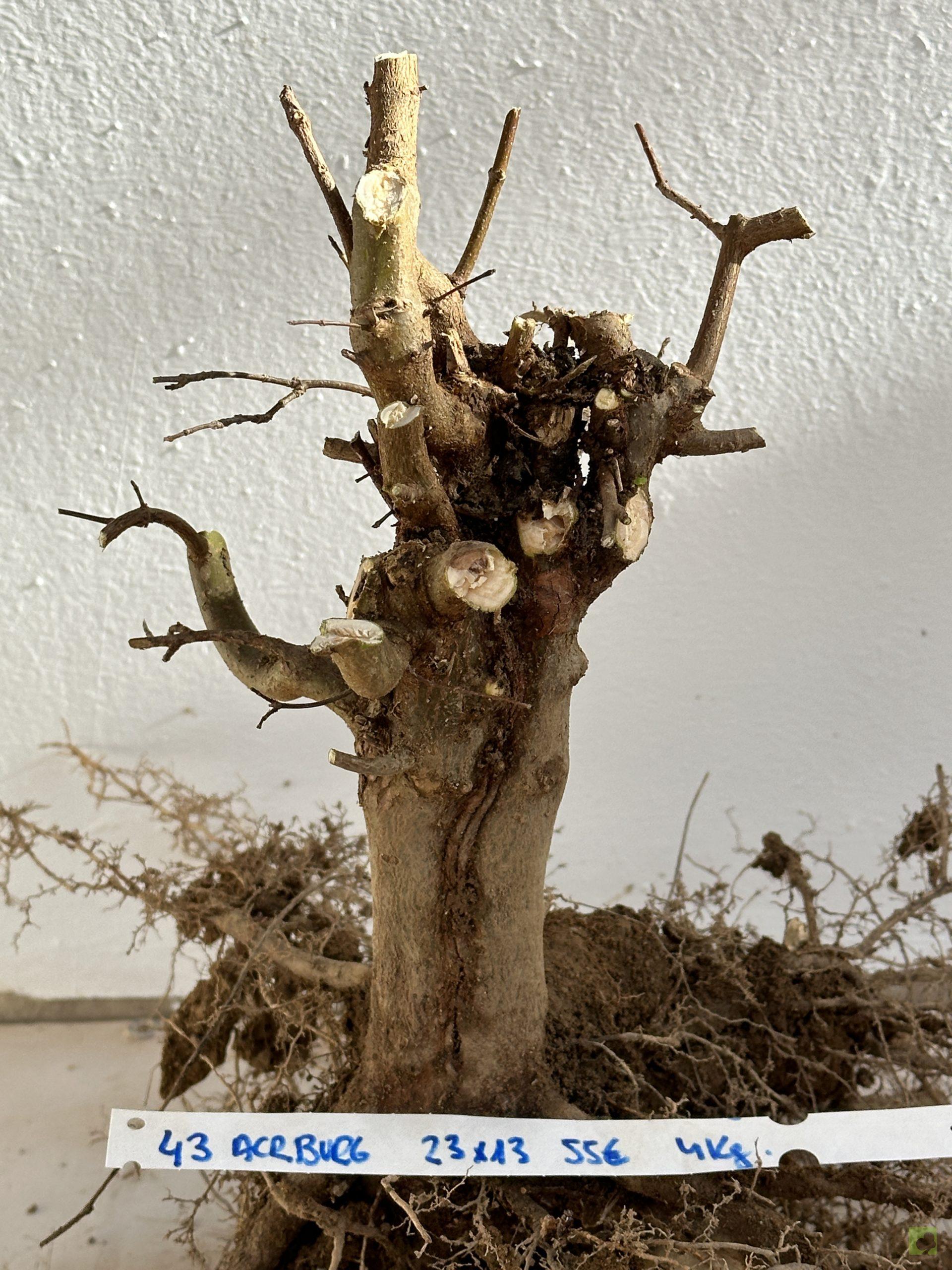 ARCE BURGERIANO 43 (3)