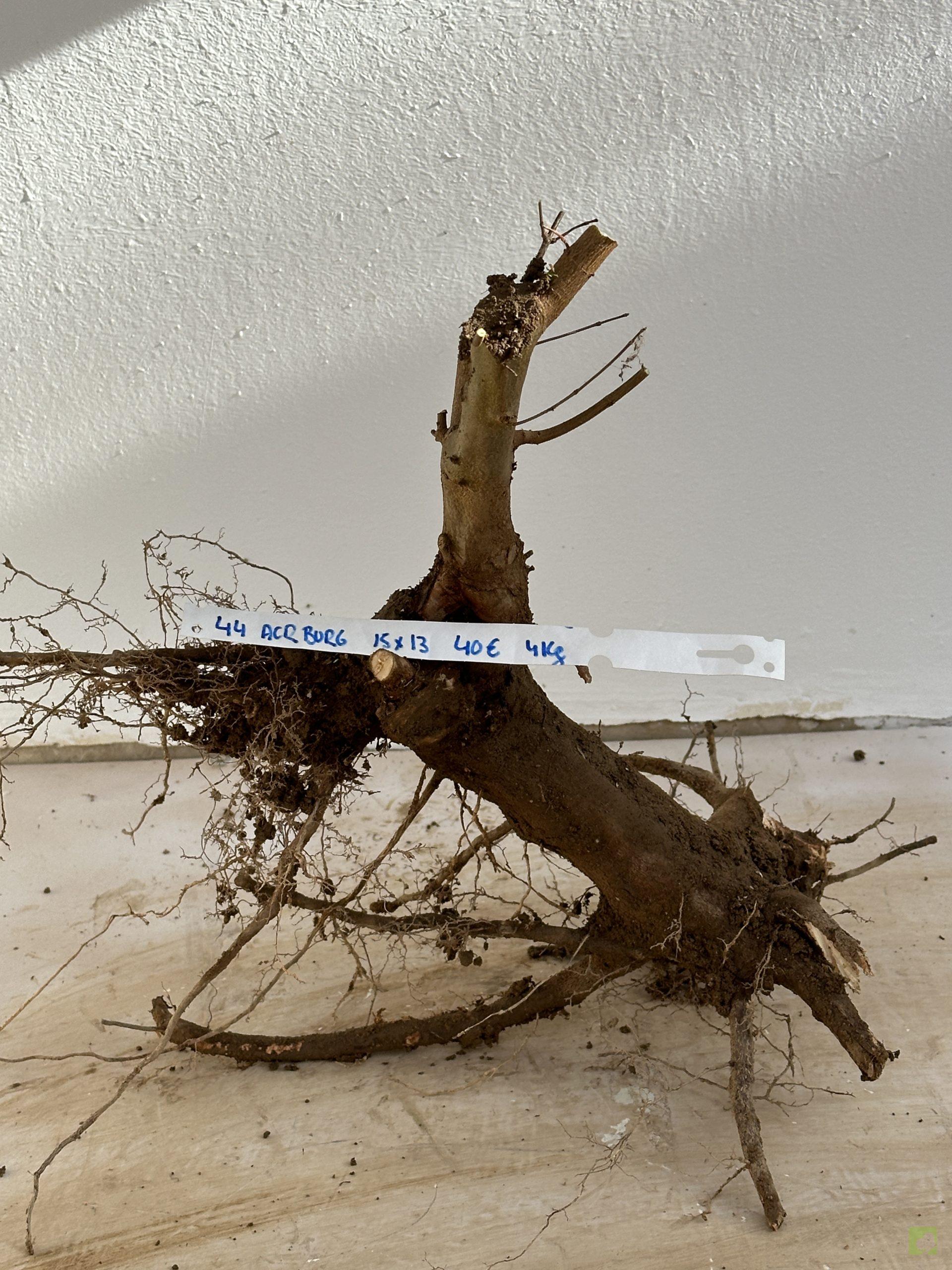 ARCE BURGERIANO 44 (1)