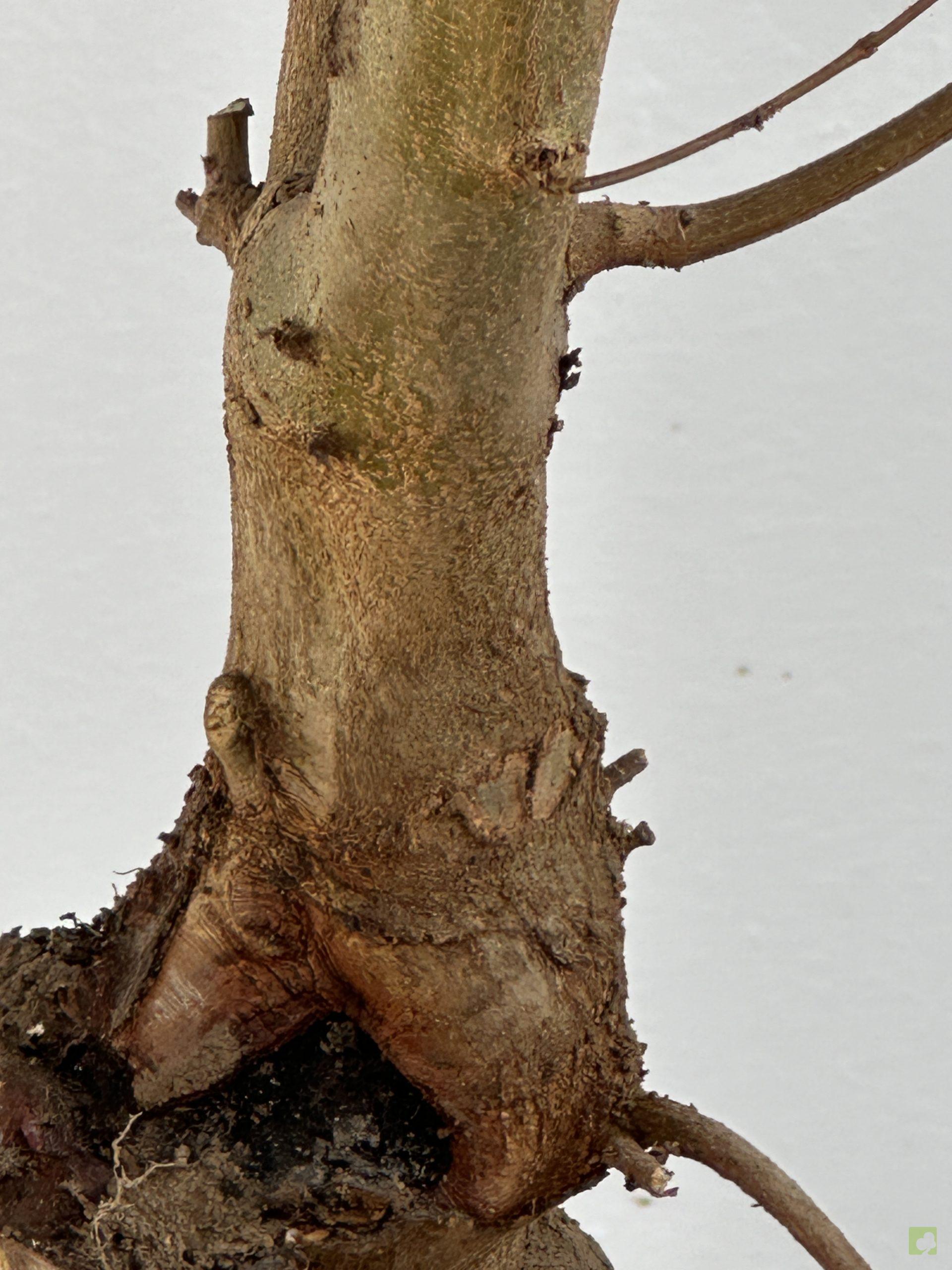 ARCE BURGERIANO 44 (2)