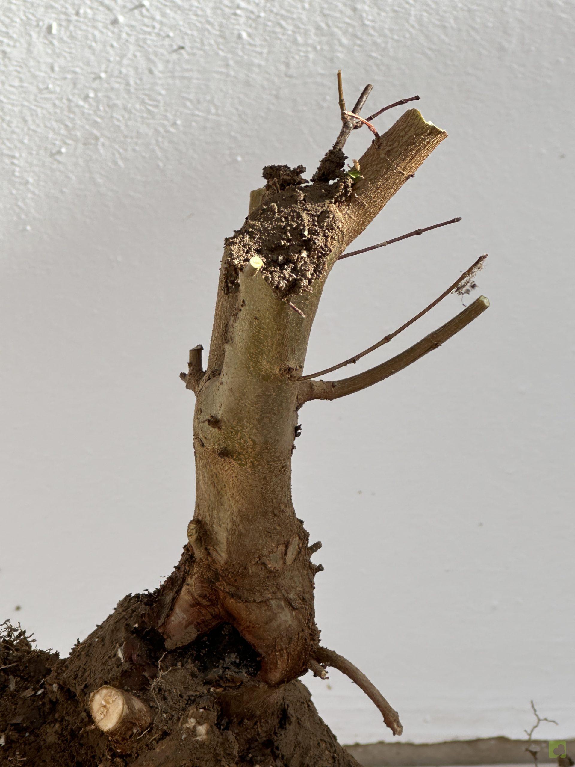 ARCE BURGERIANO 44 (3)