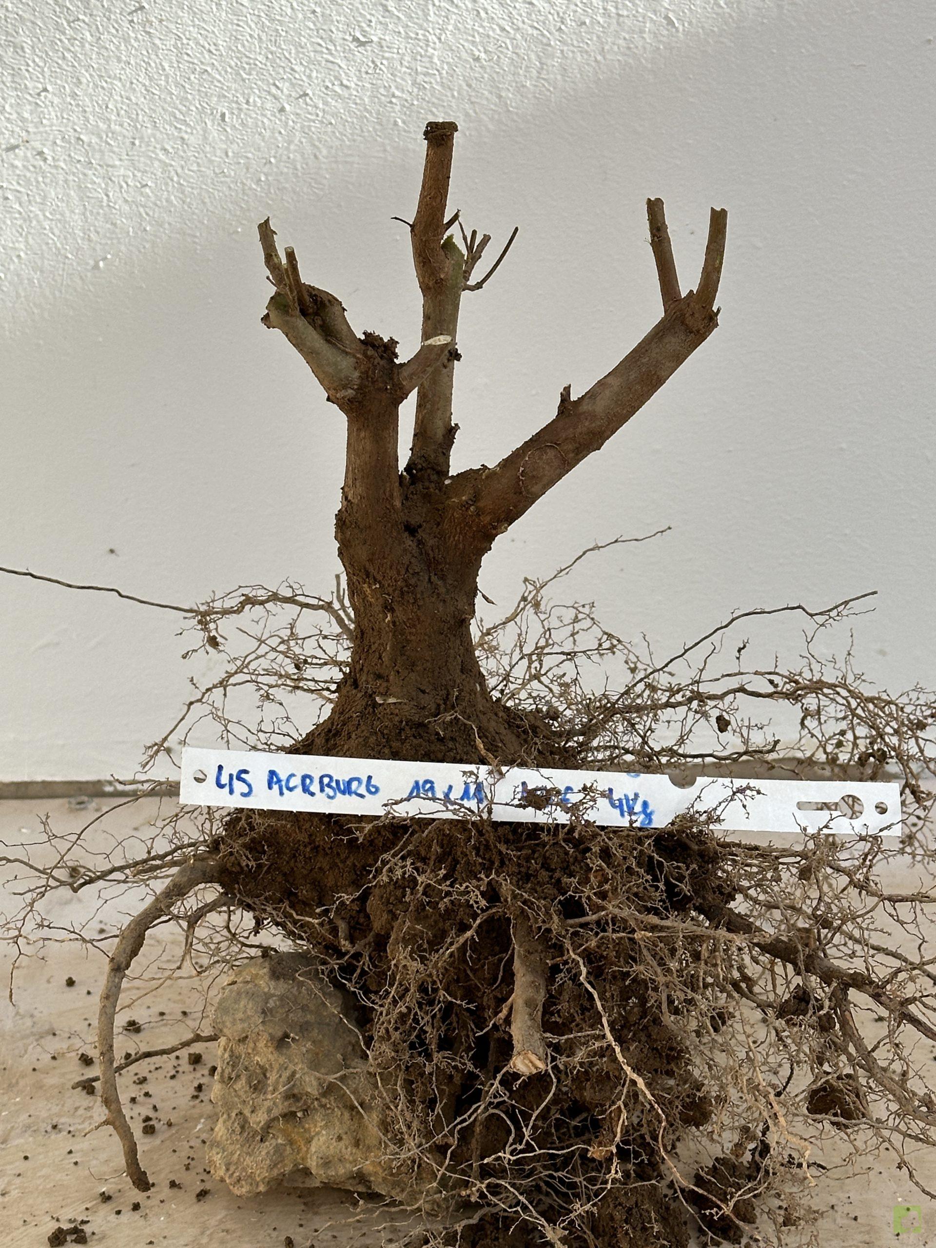 ARCE BURGERIANO 45 (1)