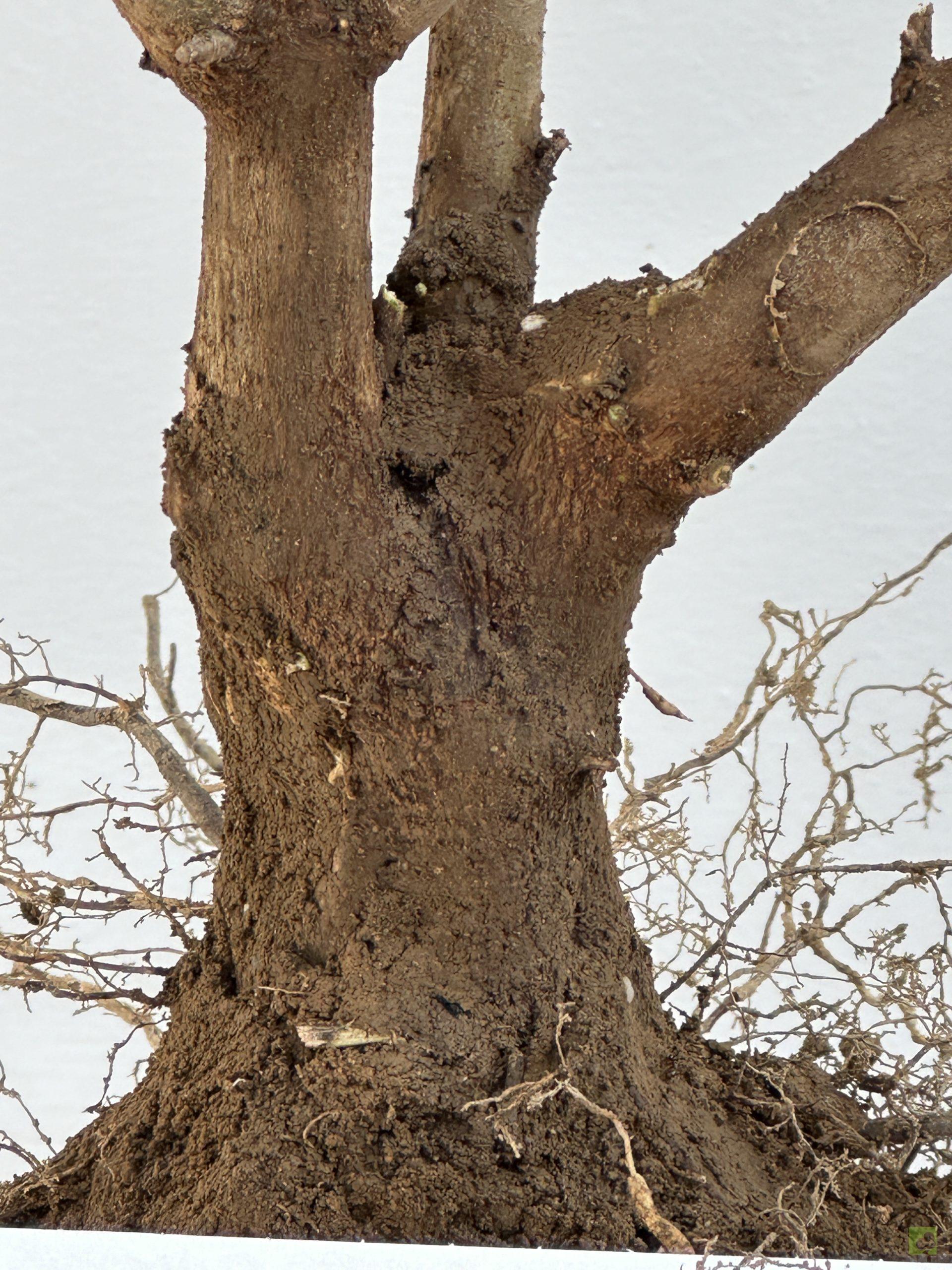 ARCE BURGERIANO 45 (2)