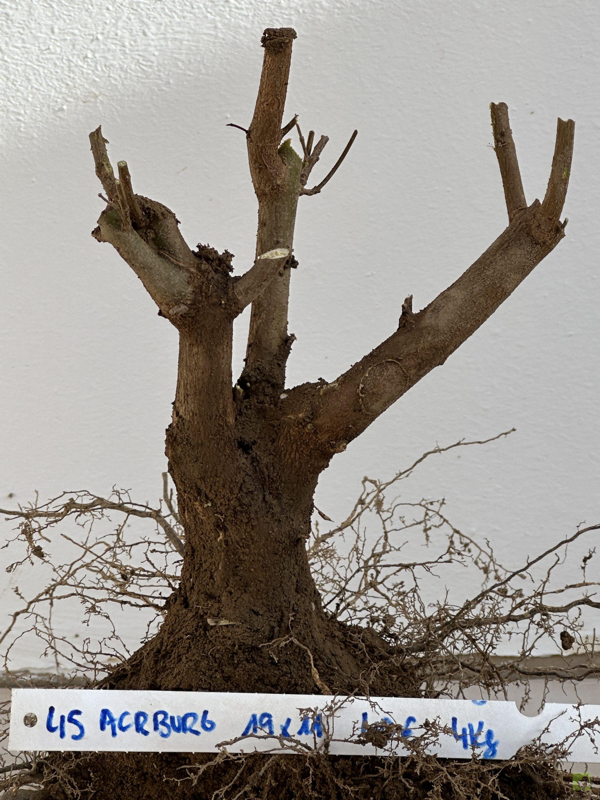 ARCE BURGERIANO 45 (3)