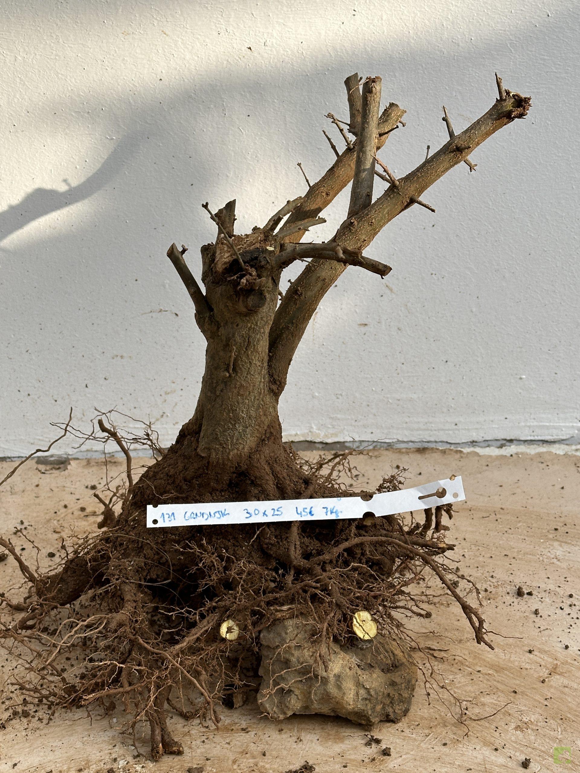 GRANADO NEJIKAN 131 (1)