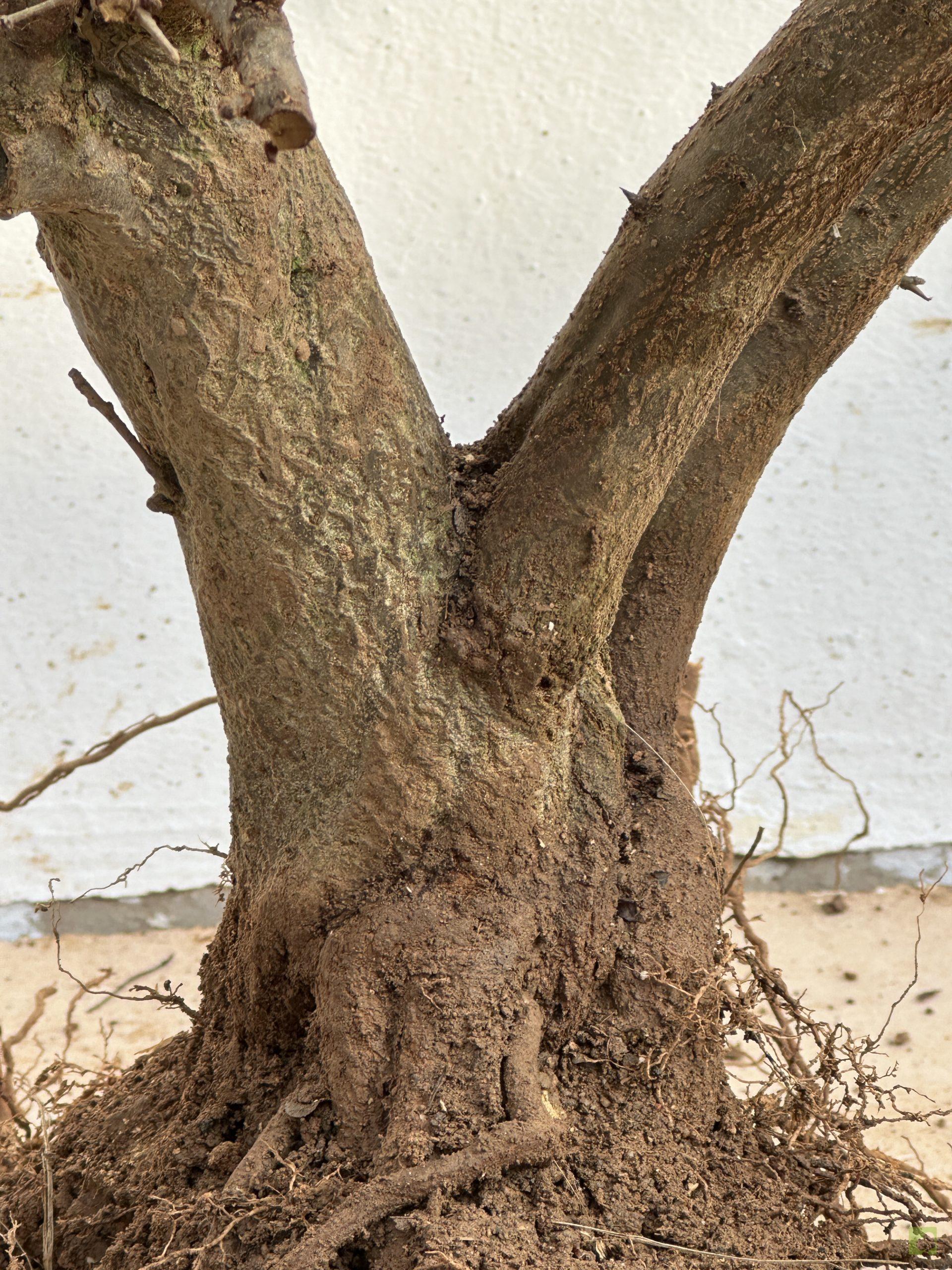 GRANADO NEJIKAN 131 (3)