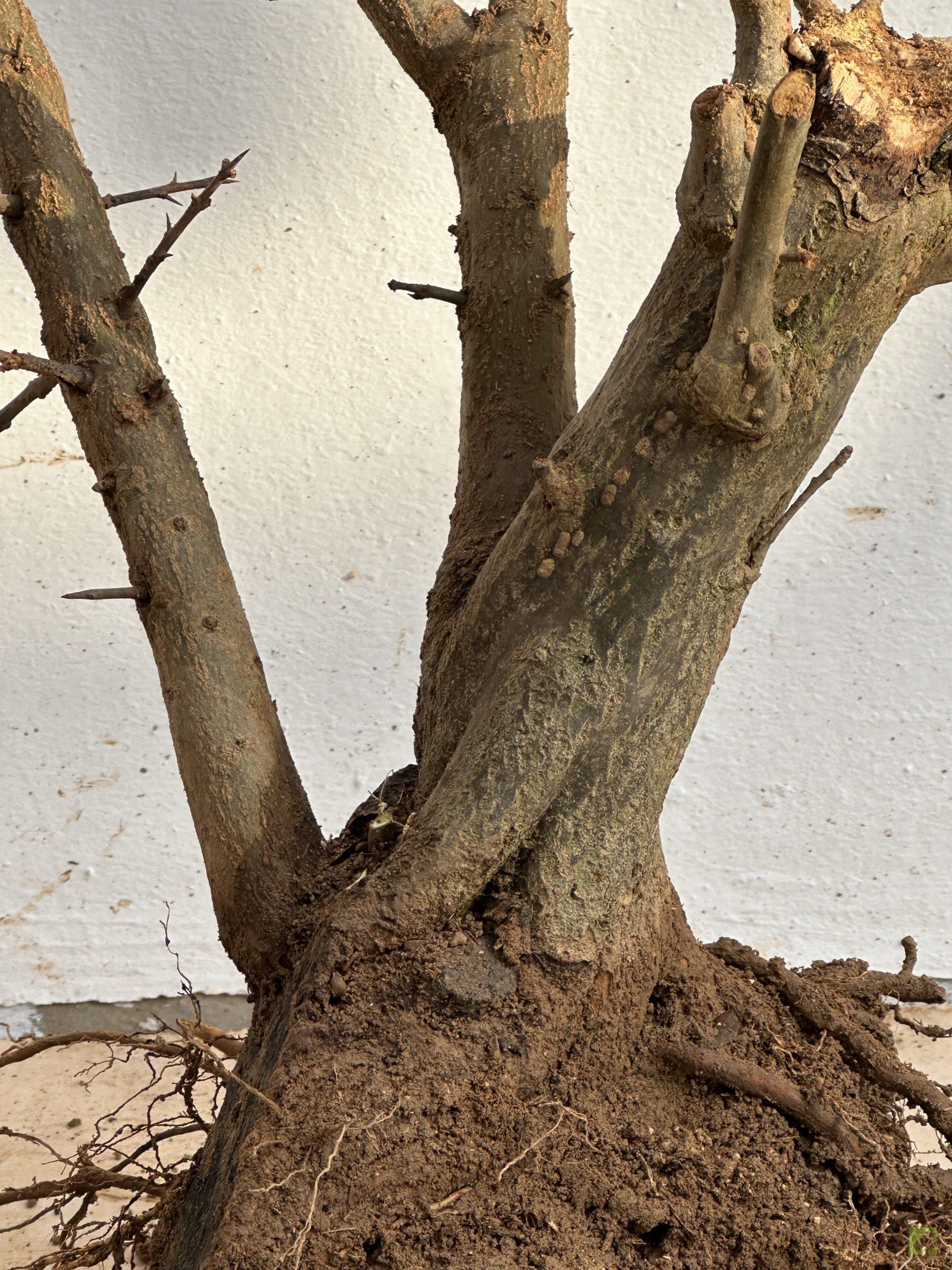 GRANADO NEJIKAN 131 (4)