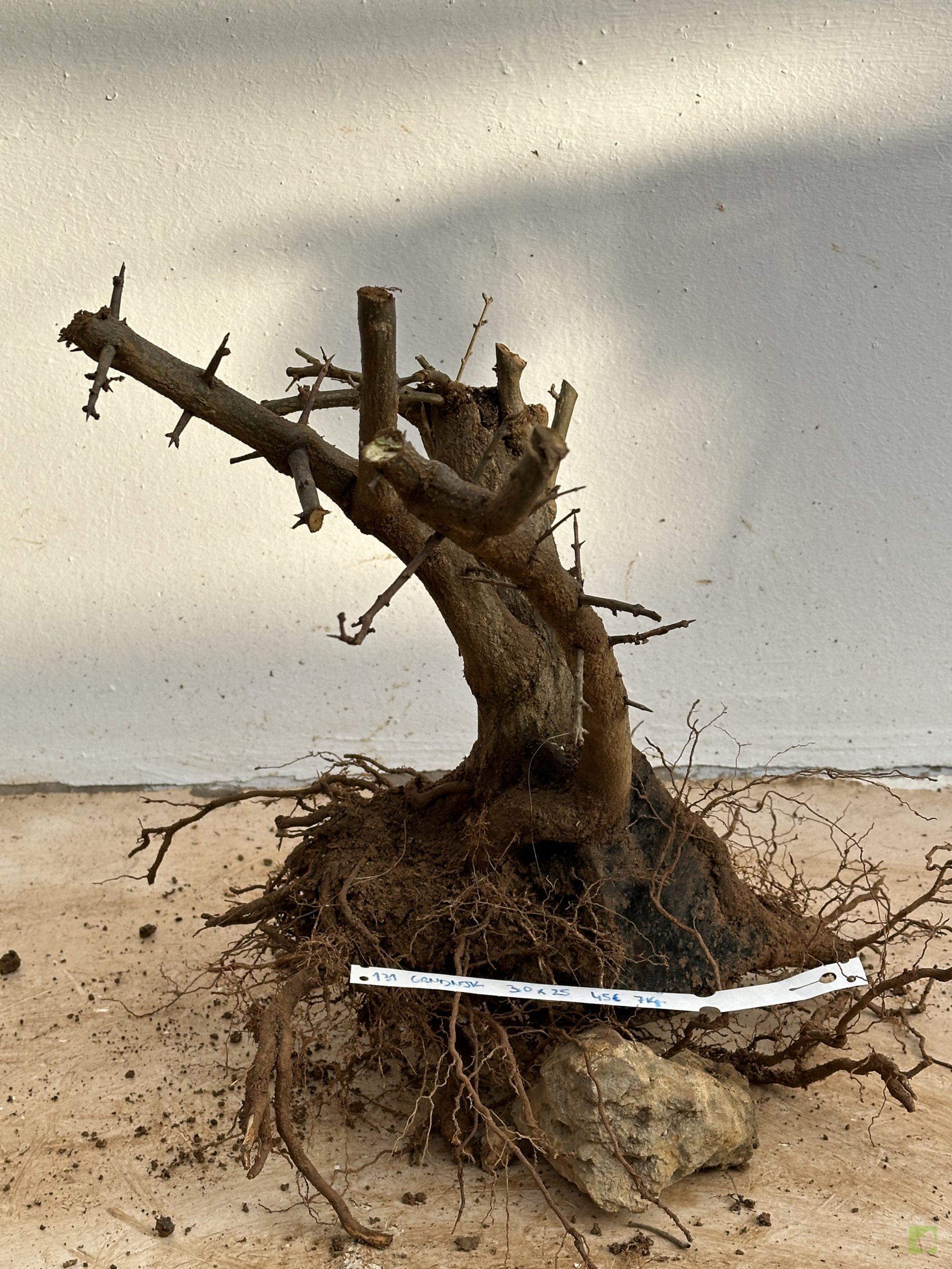 GRANADO NEJIKAN 131 (6)