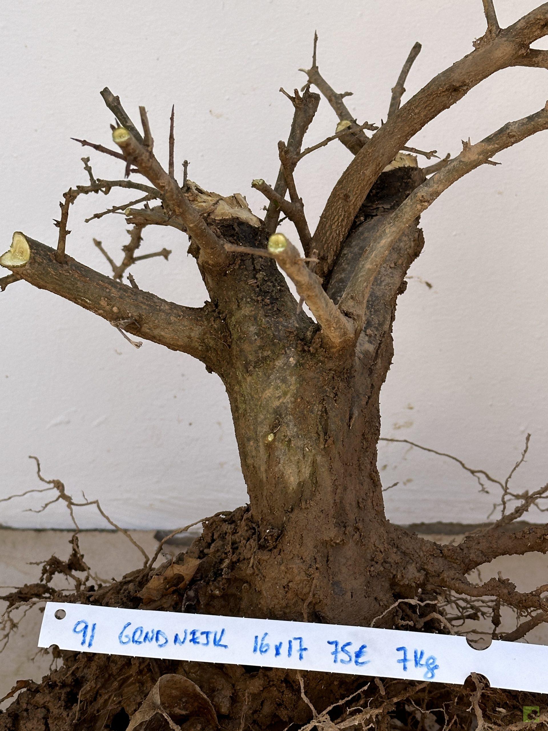 GRANADO NEJIKAN 91 (3)