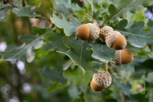HOJA ENCINA ALCORNOQUE