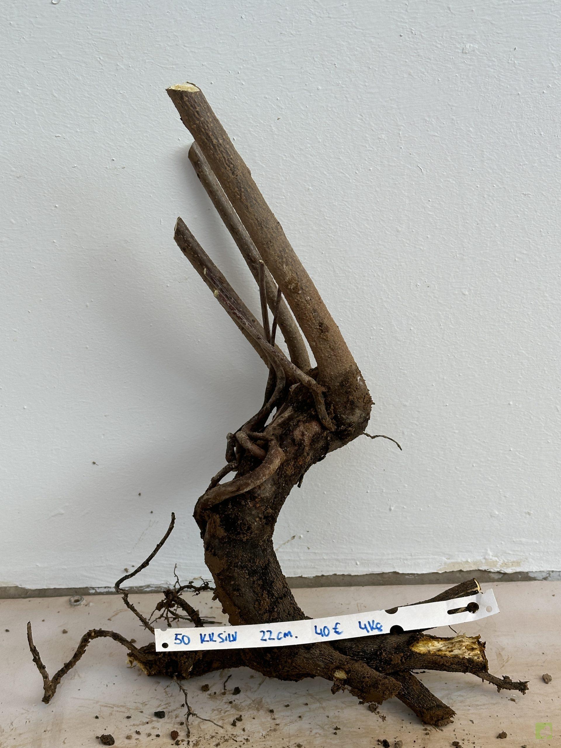 KAKI SILVESTRE 50 (1)