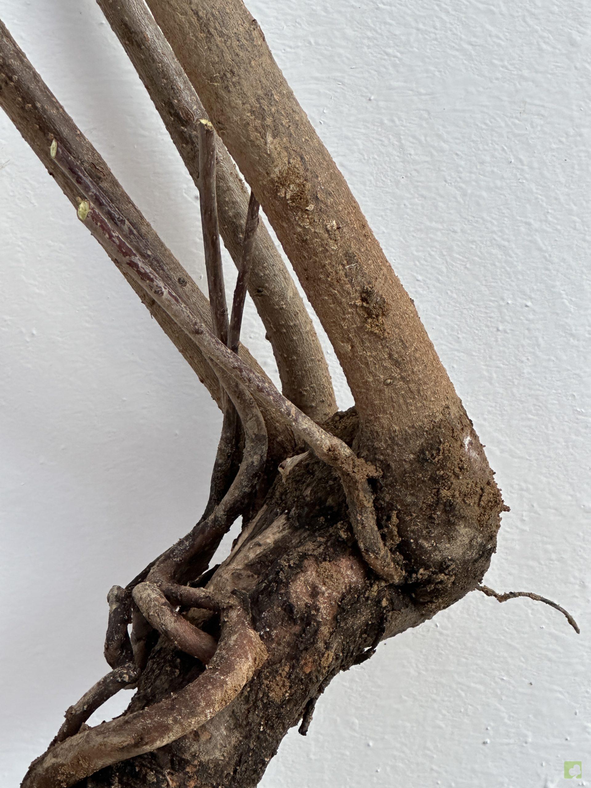 KAKI SILVESTRE 50 (2)