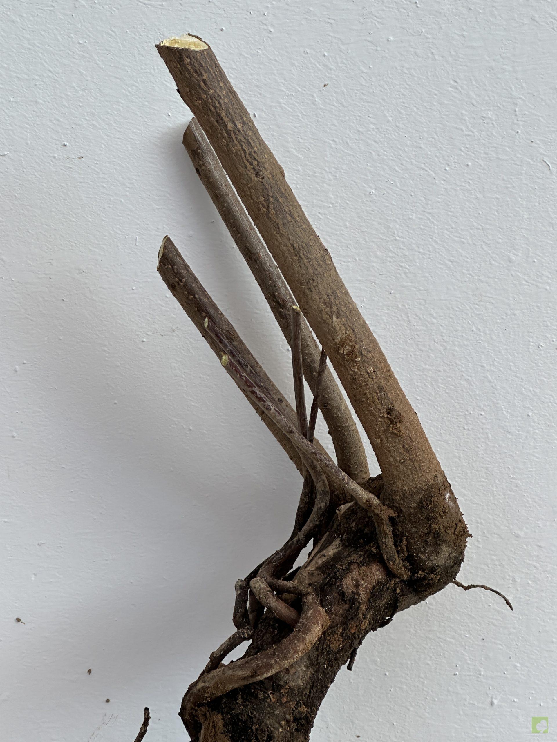 KAKI SILVESTRE 50 (3)