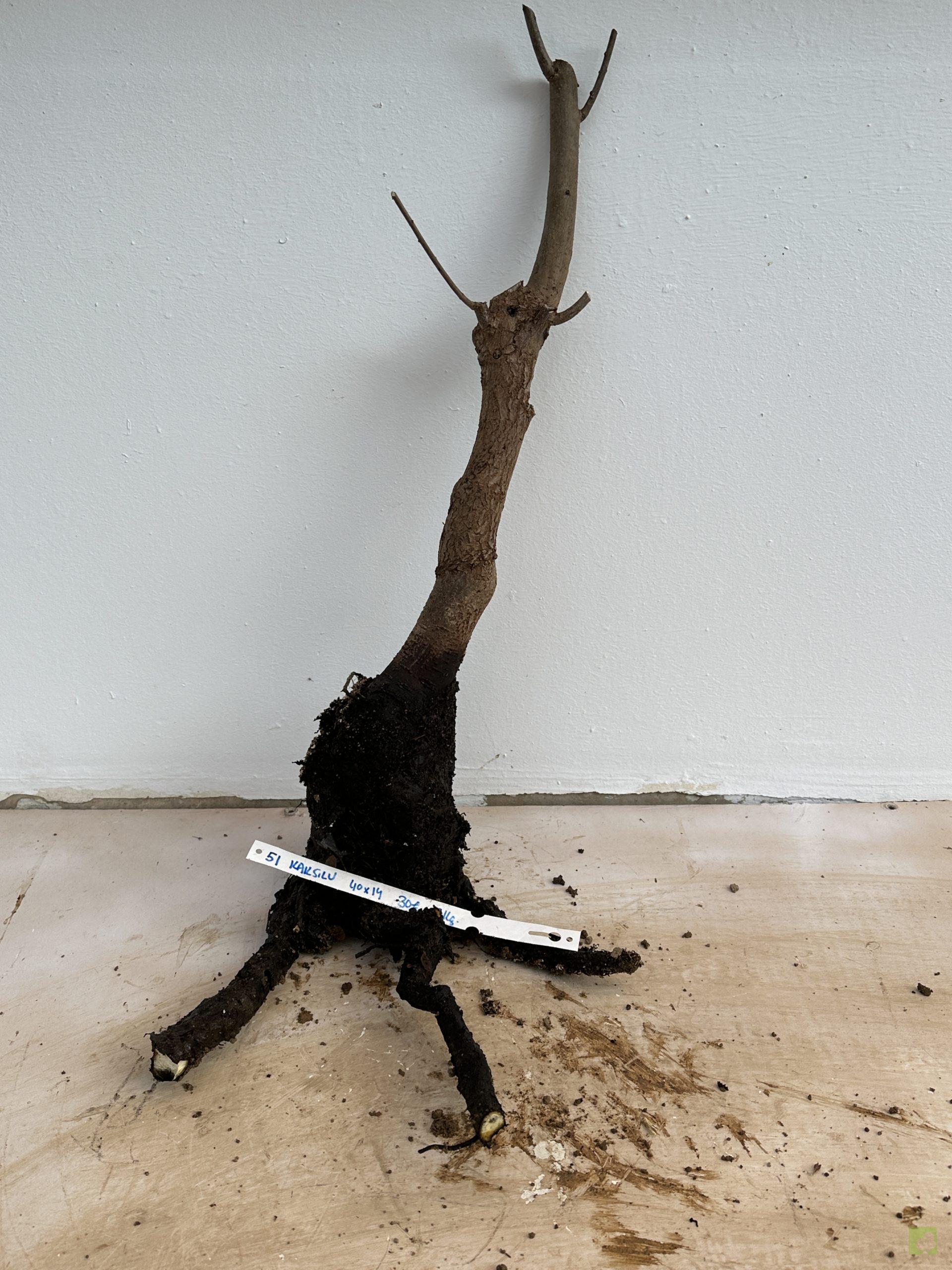 KAKI SILVESTRE 51 (1)