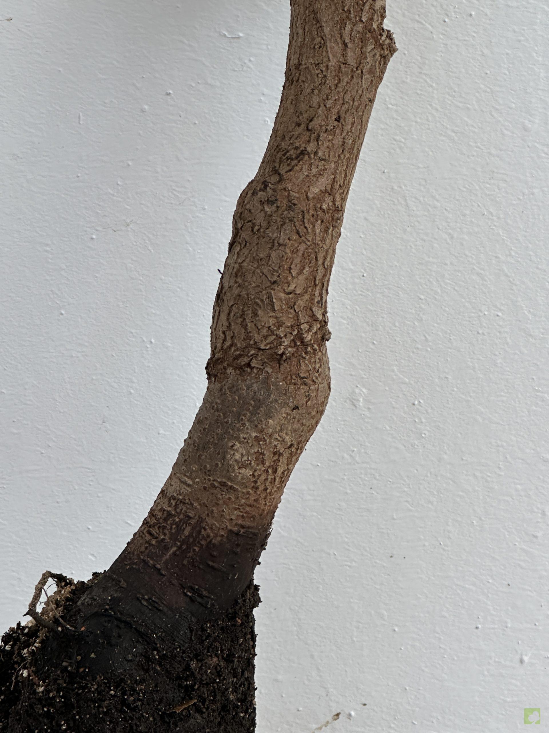 KAKI SILVESTRE 51 (2)