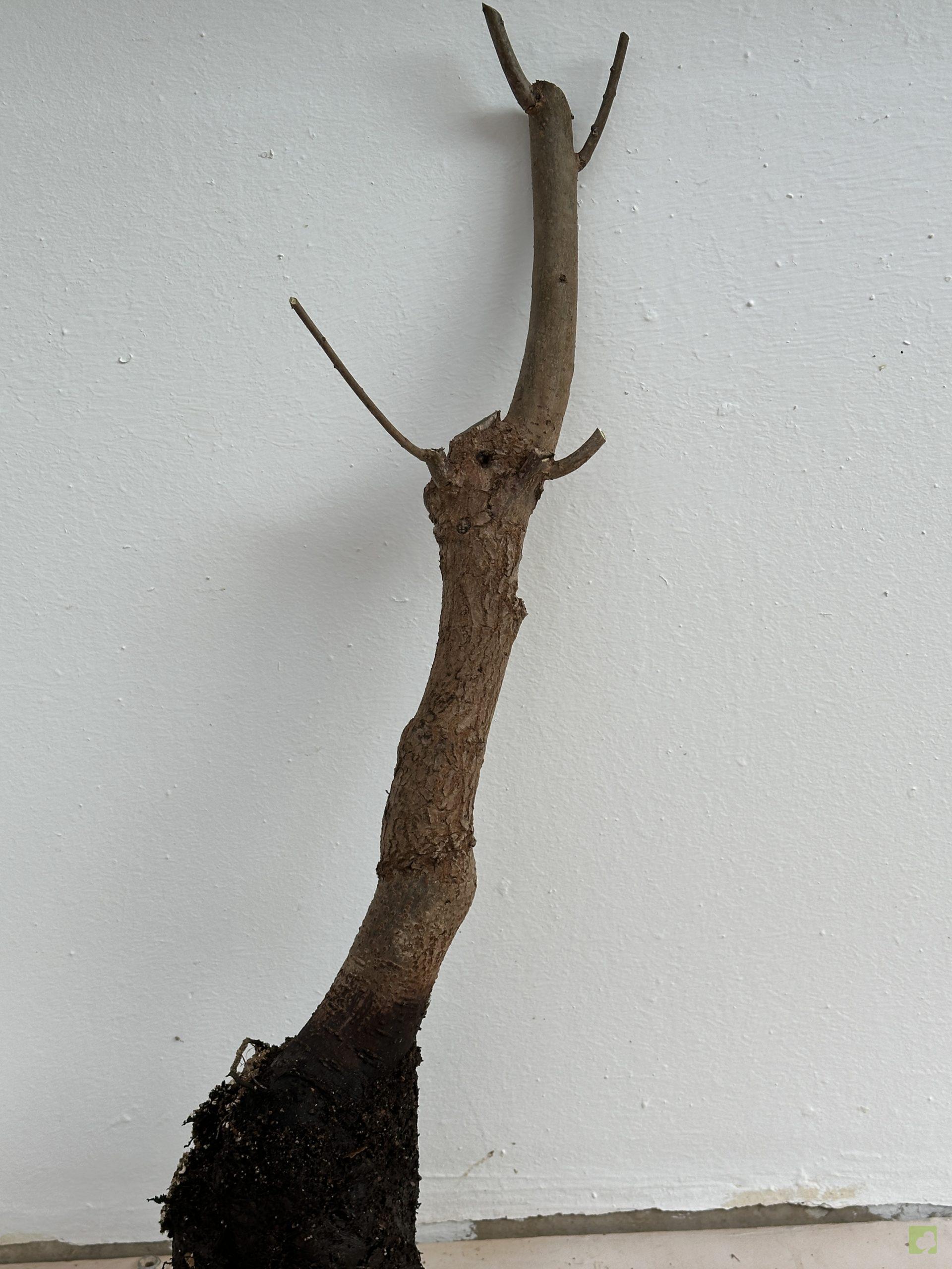 KAKI SILVESTRE 51 (3)