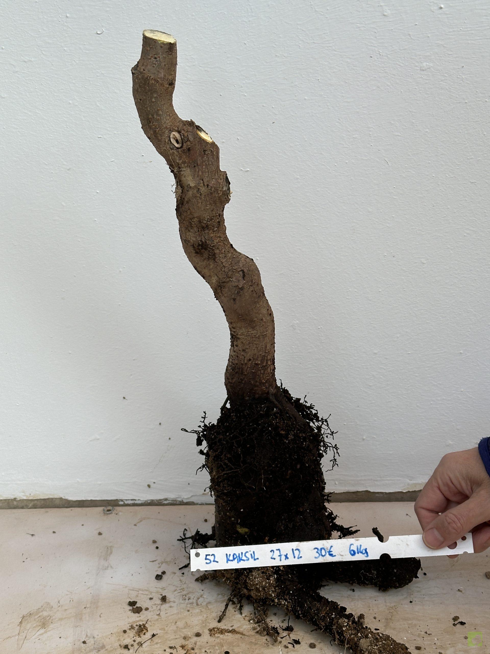 KAKI SILVETRE 52 (1)