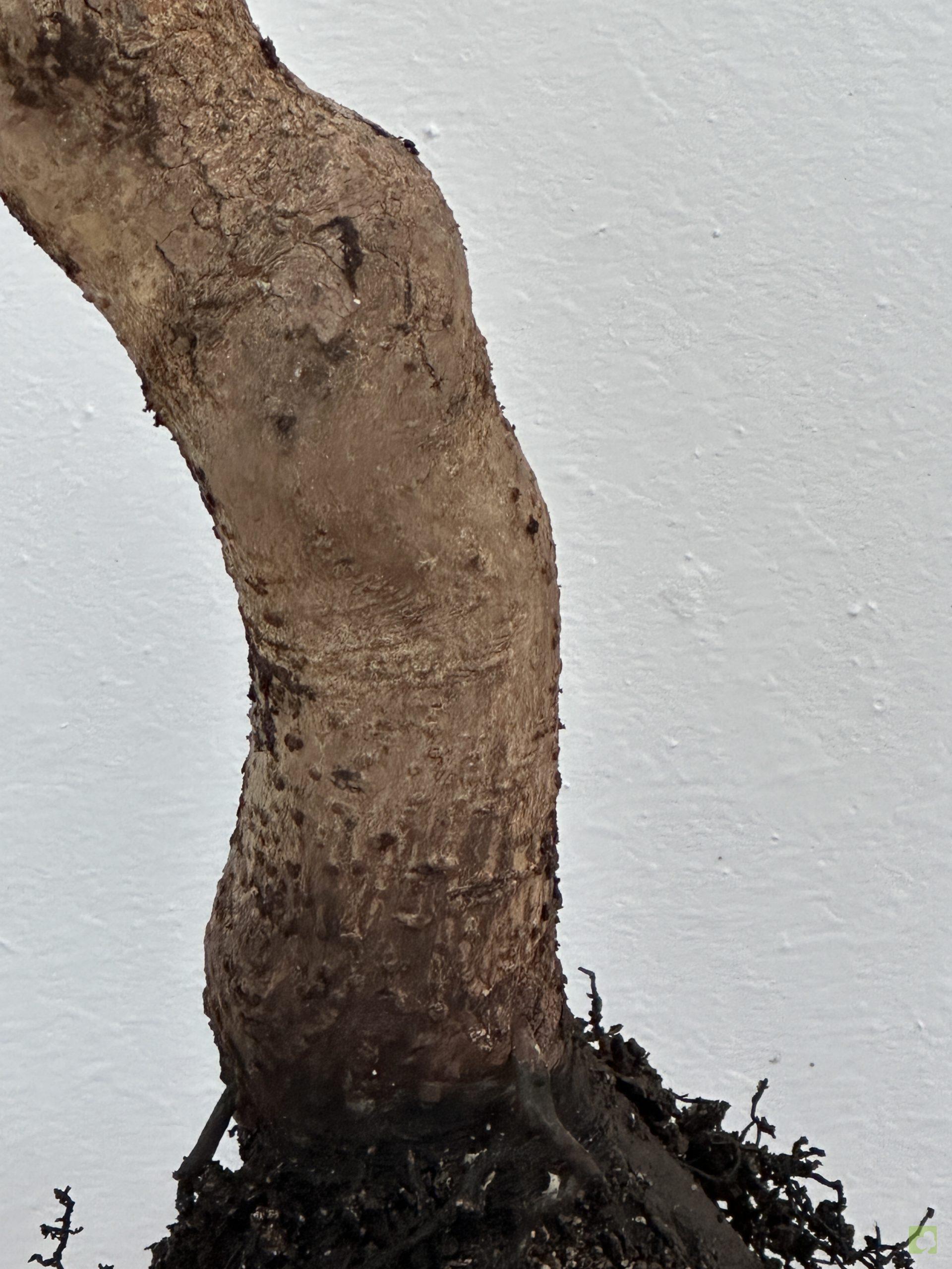 KAKI SILVETRE 52 (2)