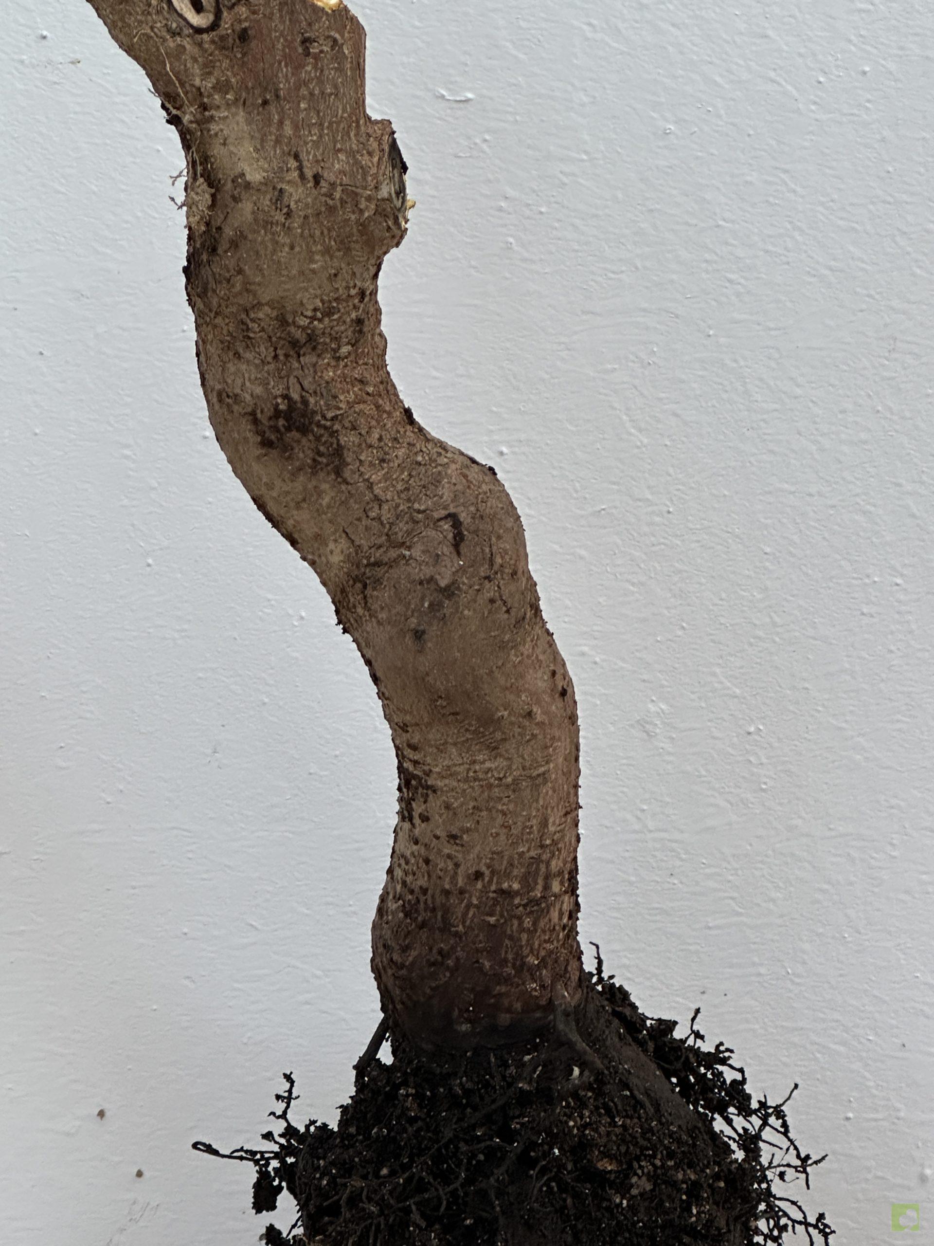 KAKI SILVETRE 52 (3)