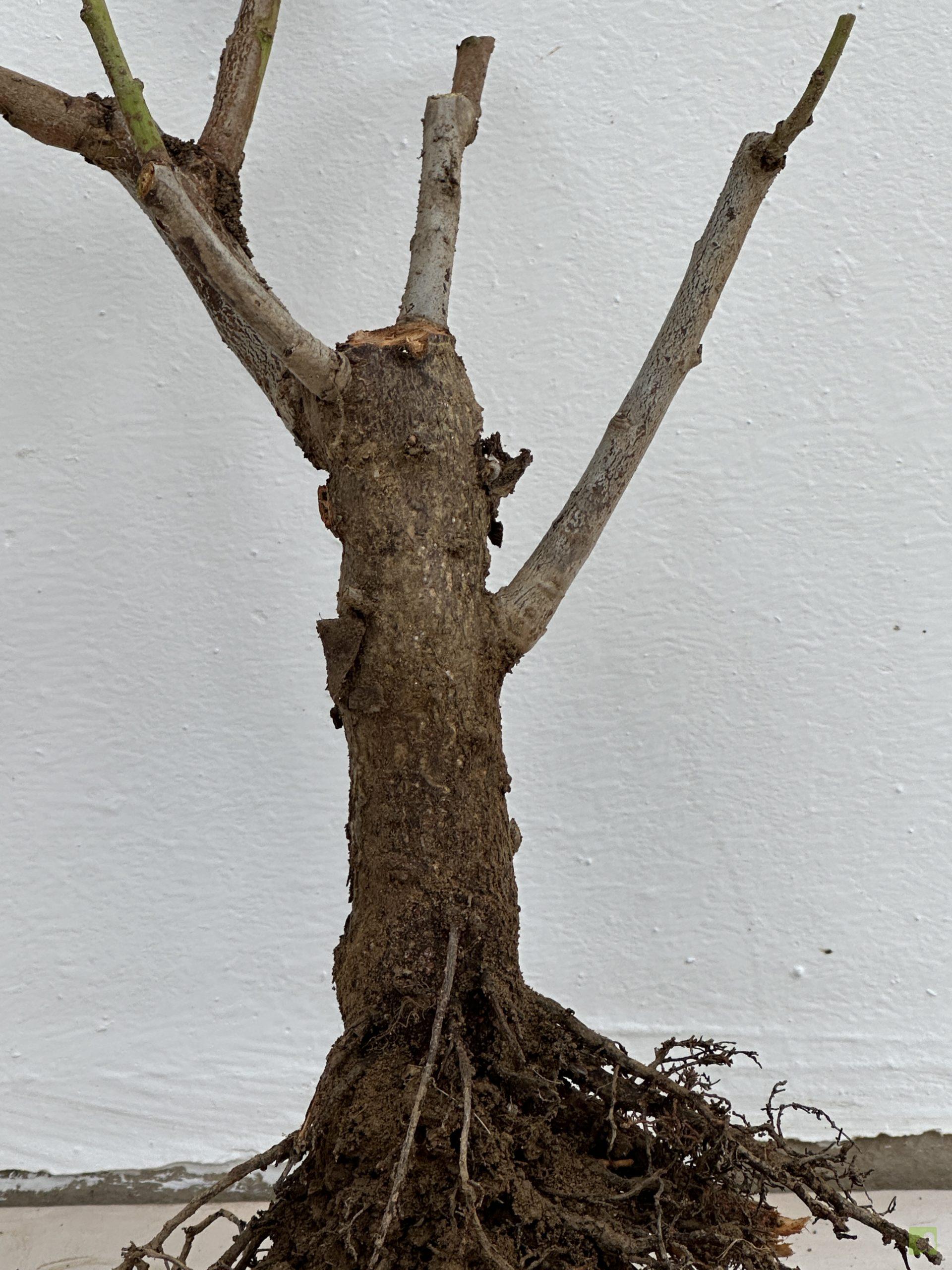 PRUNUS CERASIFERA 18 (3)