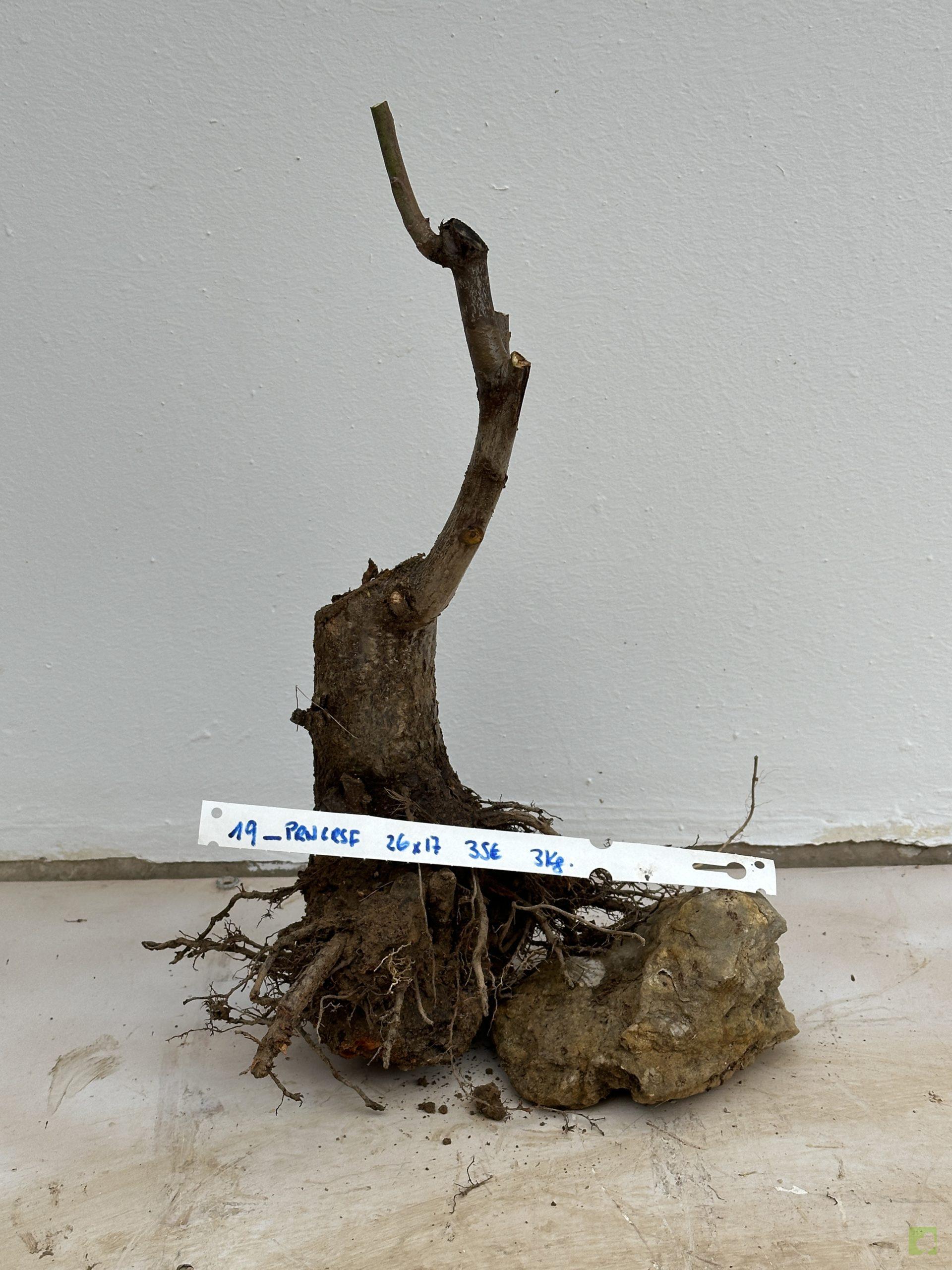 PRUNUS CERASIFERA 19 (1)