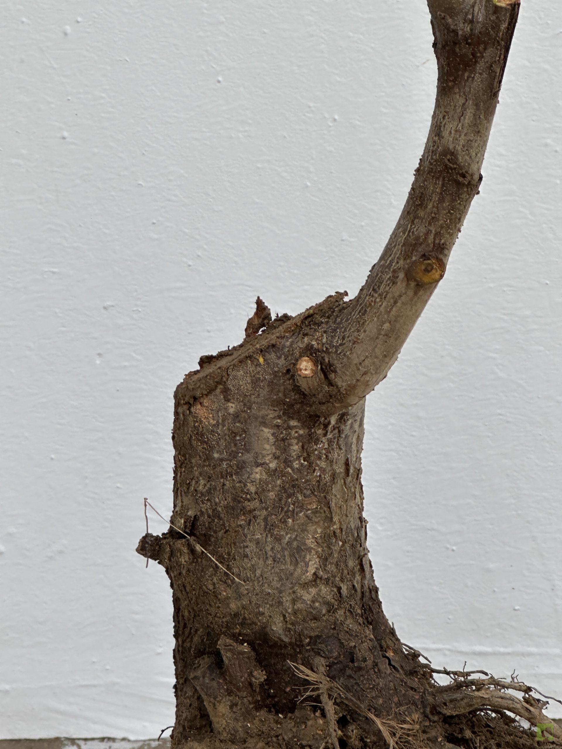 PRUNUS CERASIFERA 19 (2)