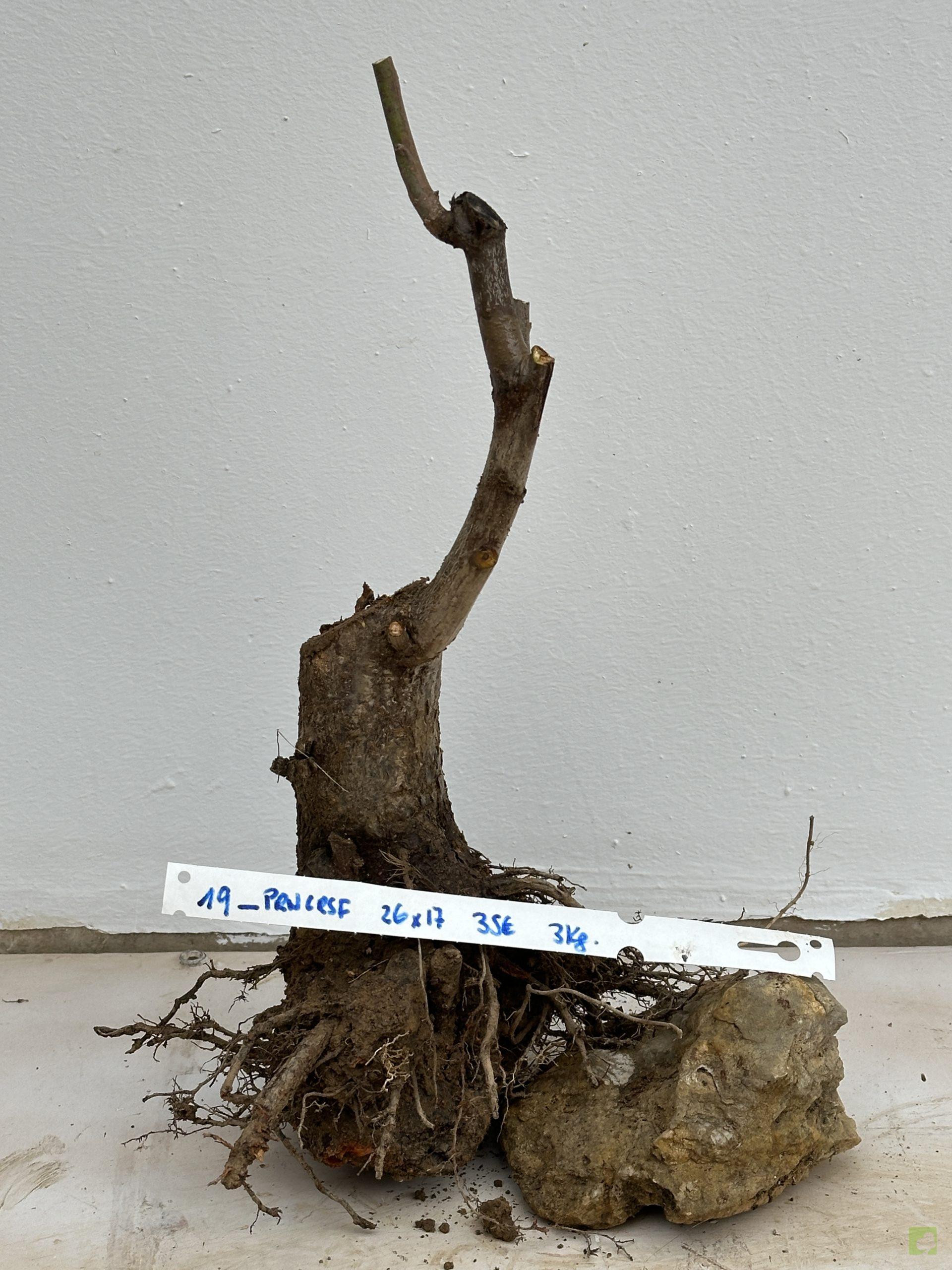 PRUNUS CERASIFERA 19 (3)