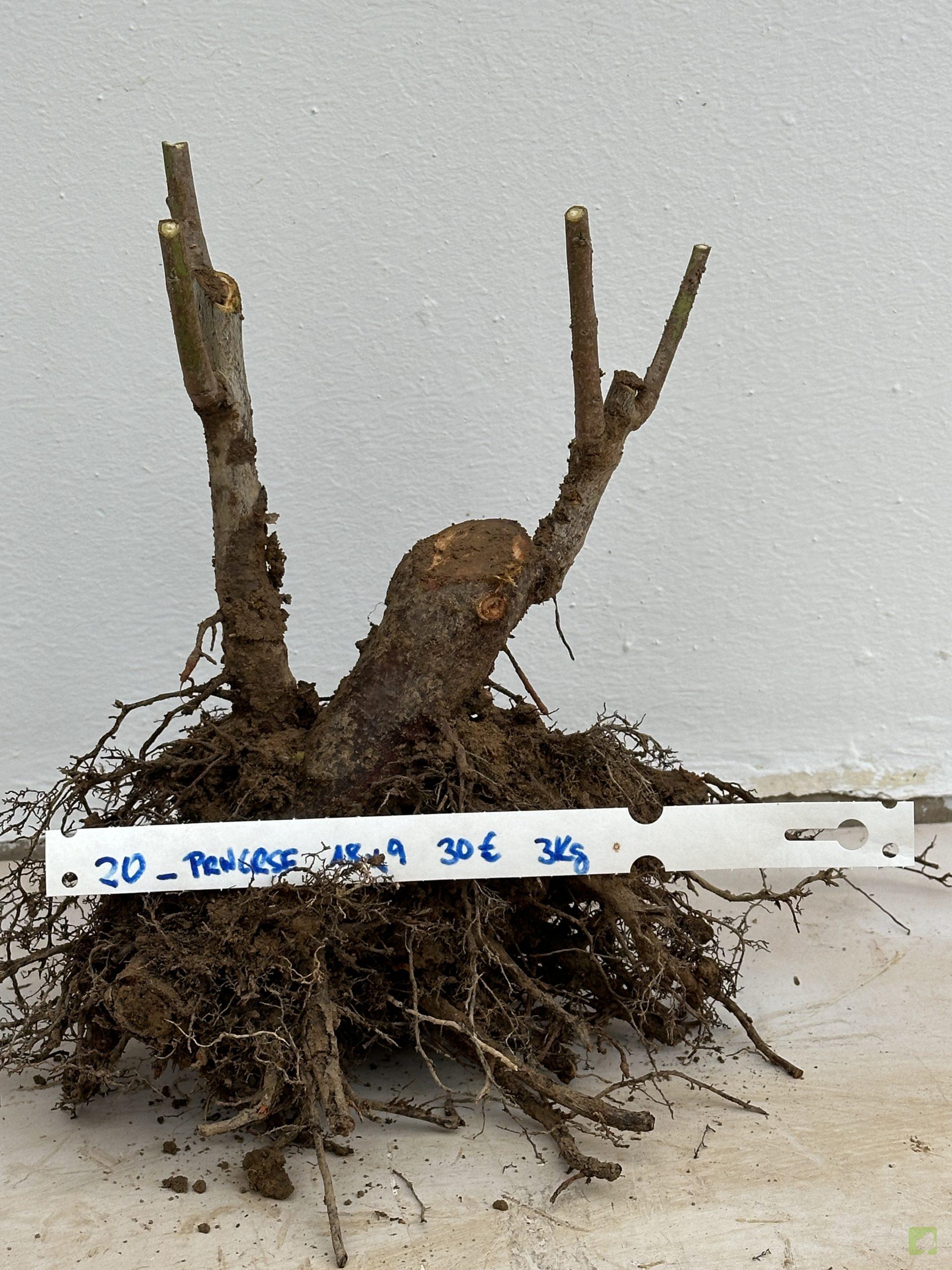 PRUNUS CERASIFERA 20 (1)