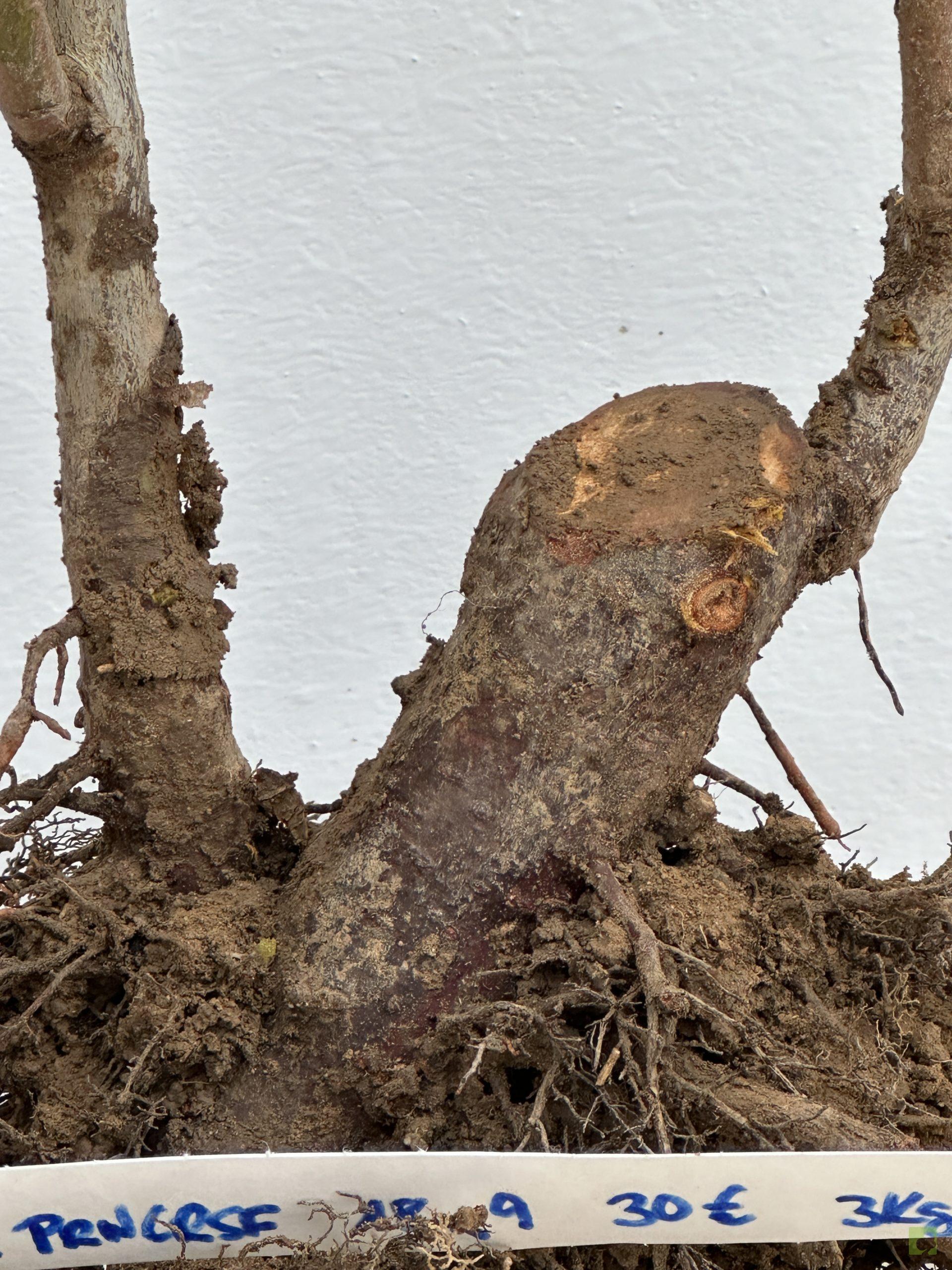 PRUNUS CERASIFERA 20 (2)