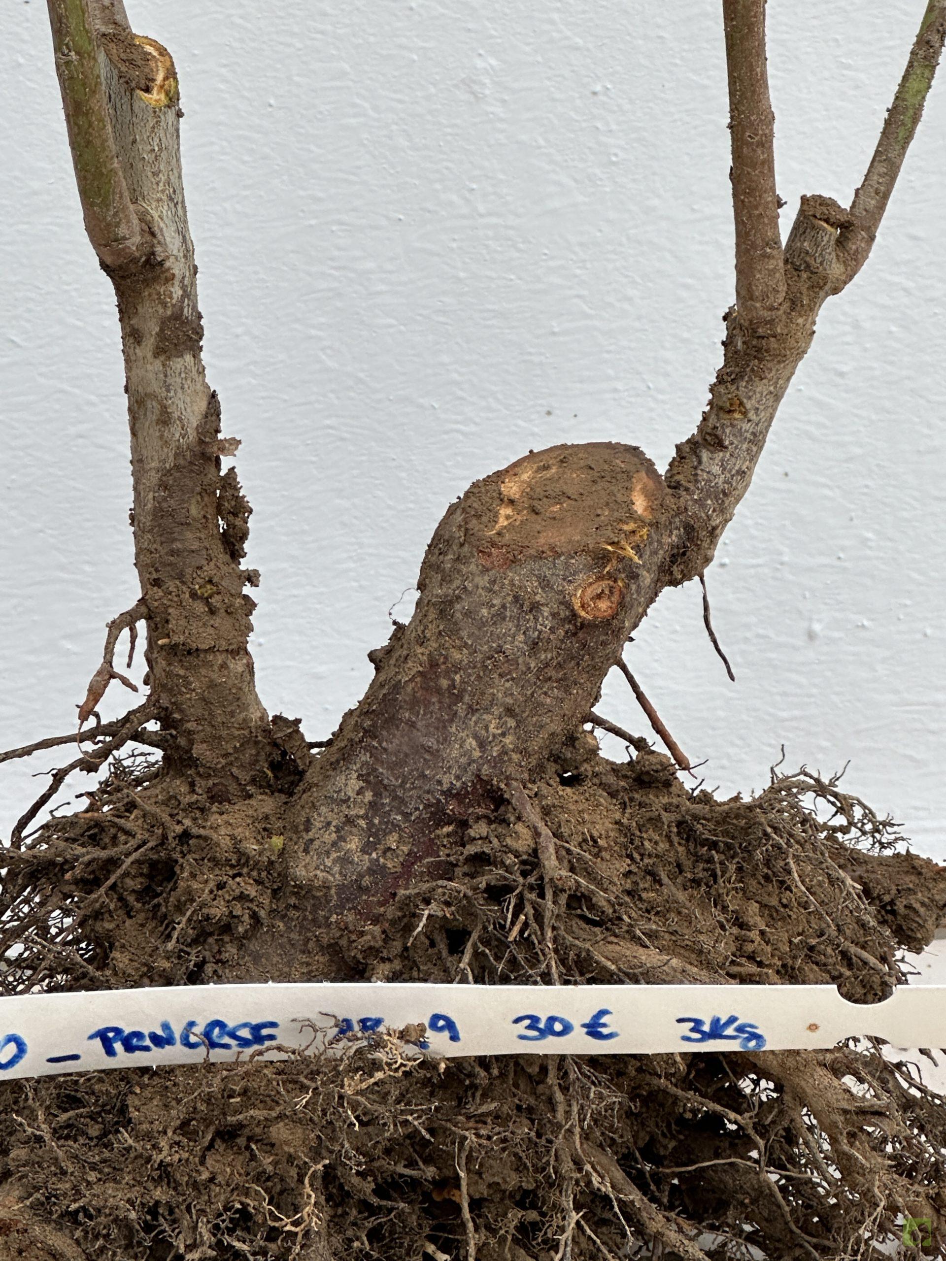 PRUNUS CERASIFERA 20 (3)