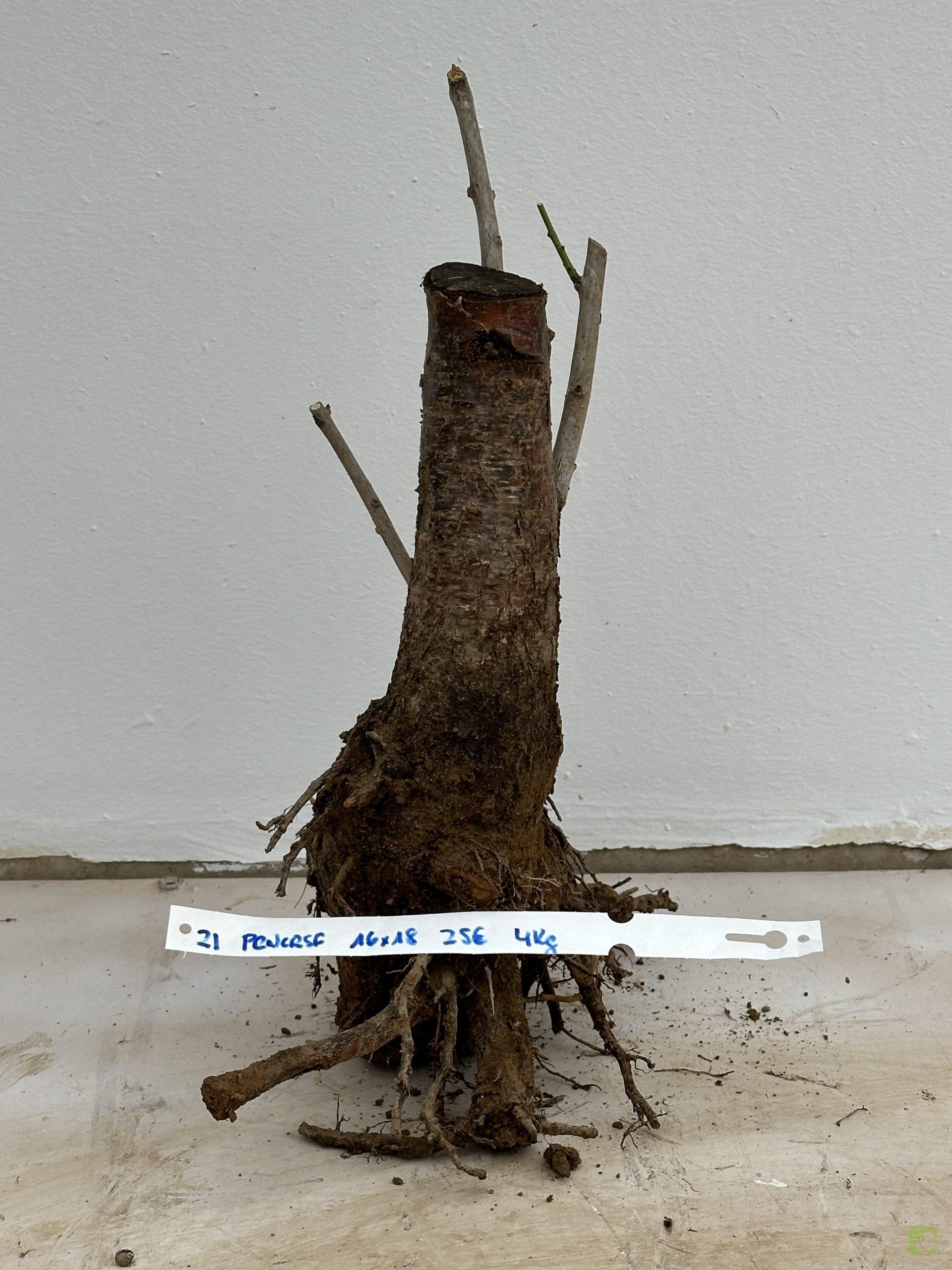 PRUNUS CERASIFERA 21 (1)