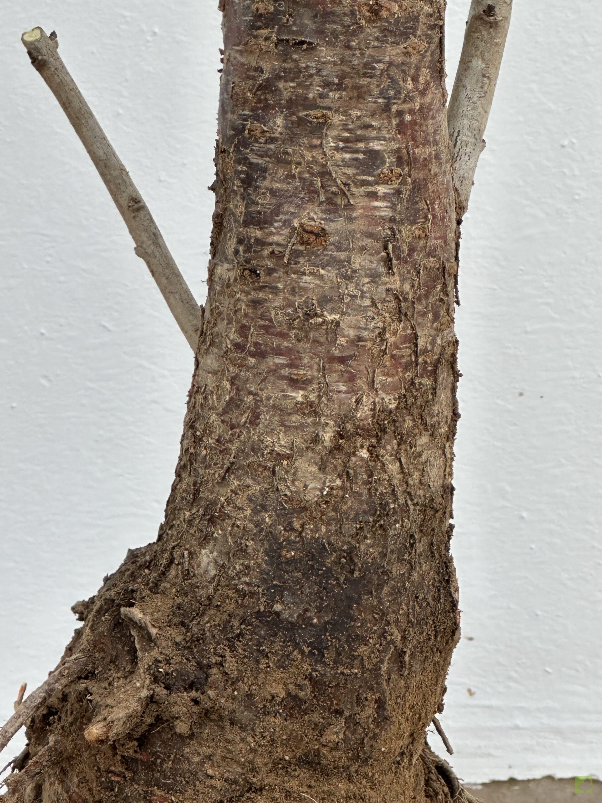 PRUNUS CERASIFERA 21 (2)