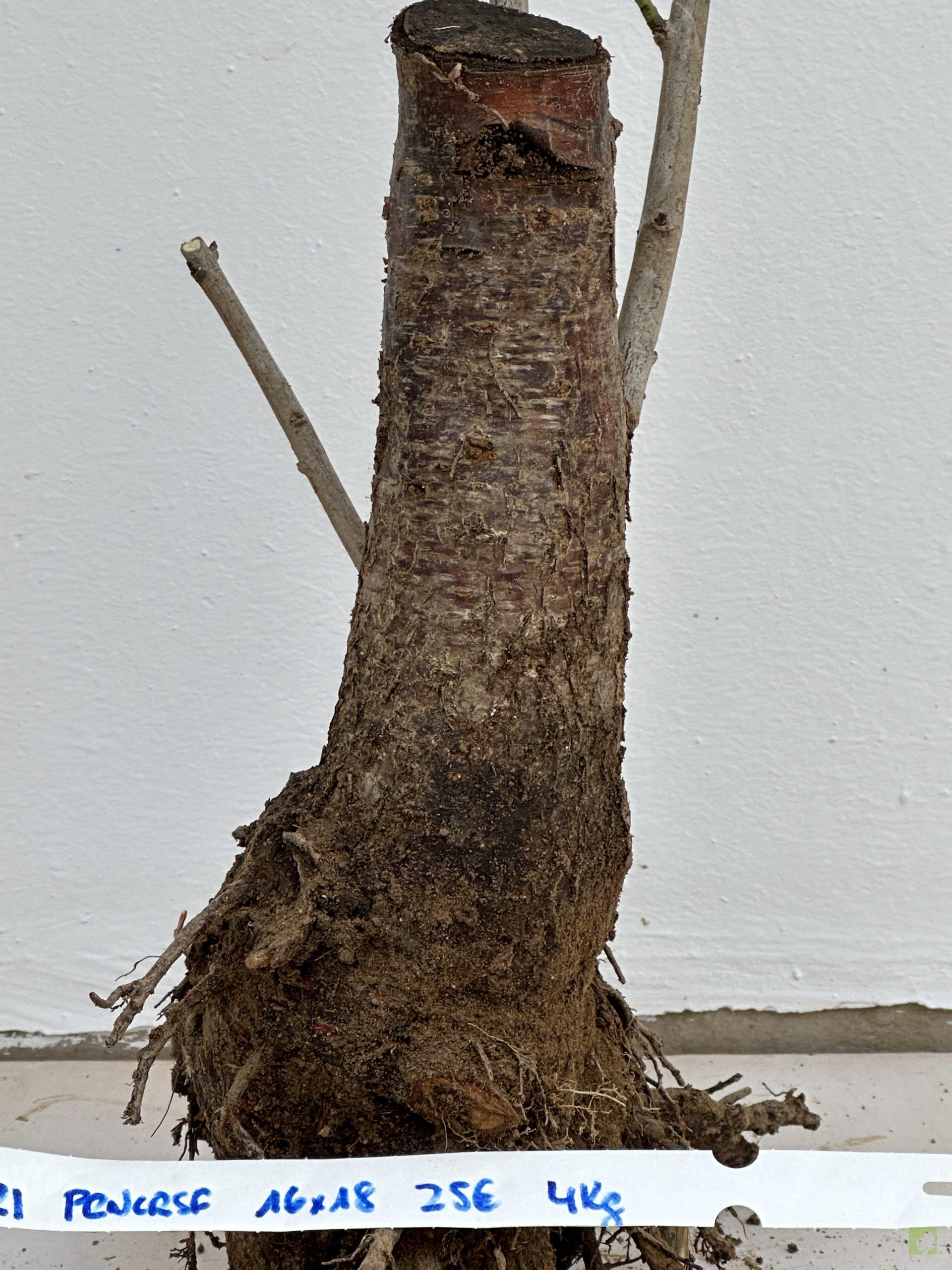 PRUNUS CERASIFERA 21 (3)