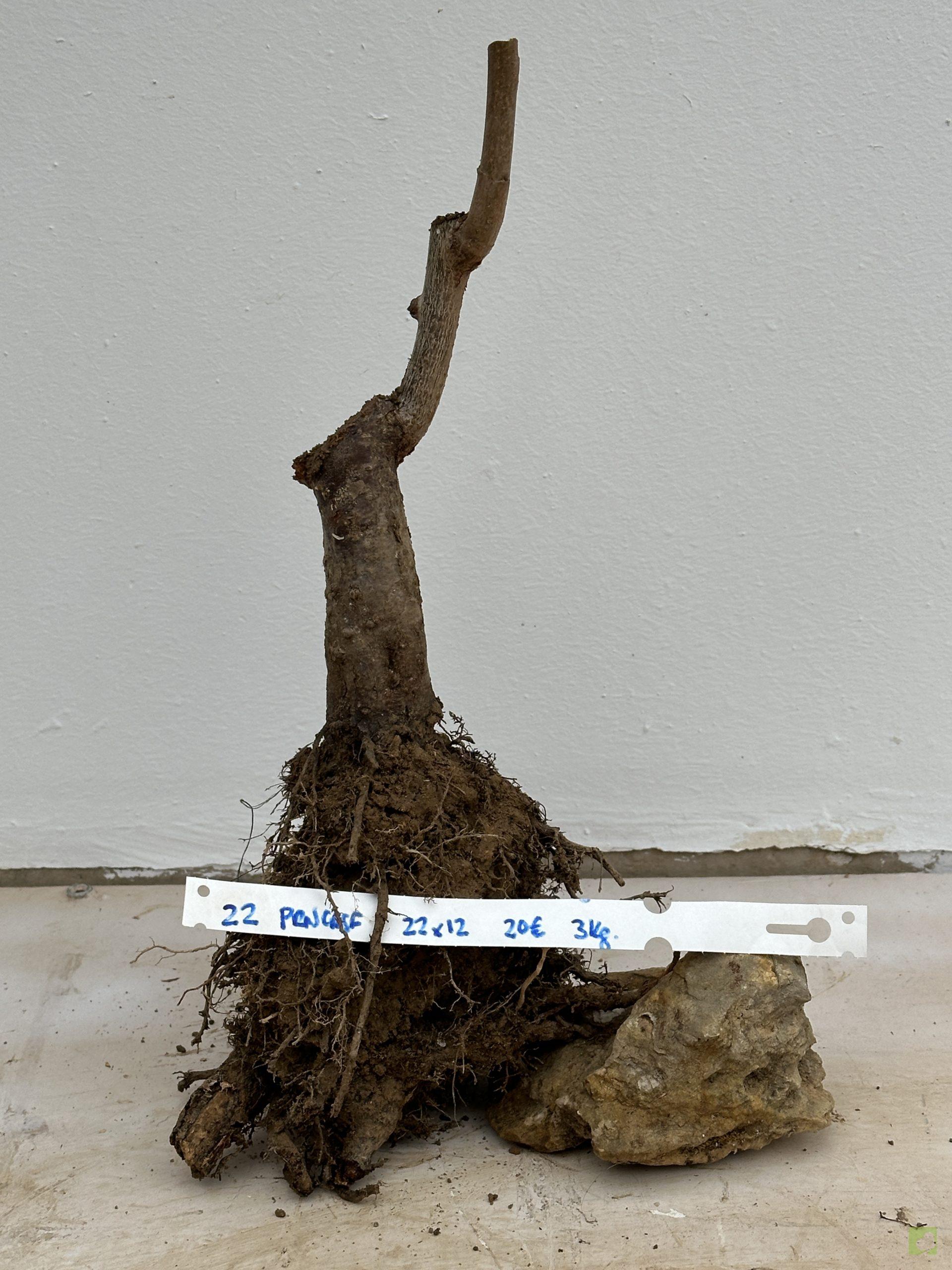 PRUNUS CERASIFERA 22 (1)