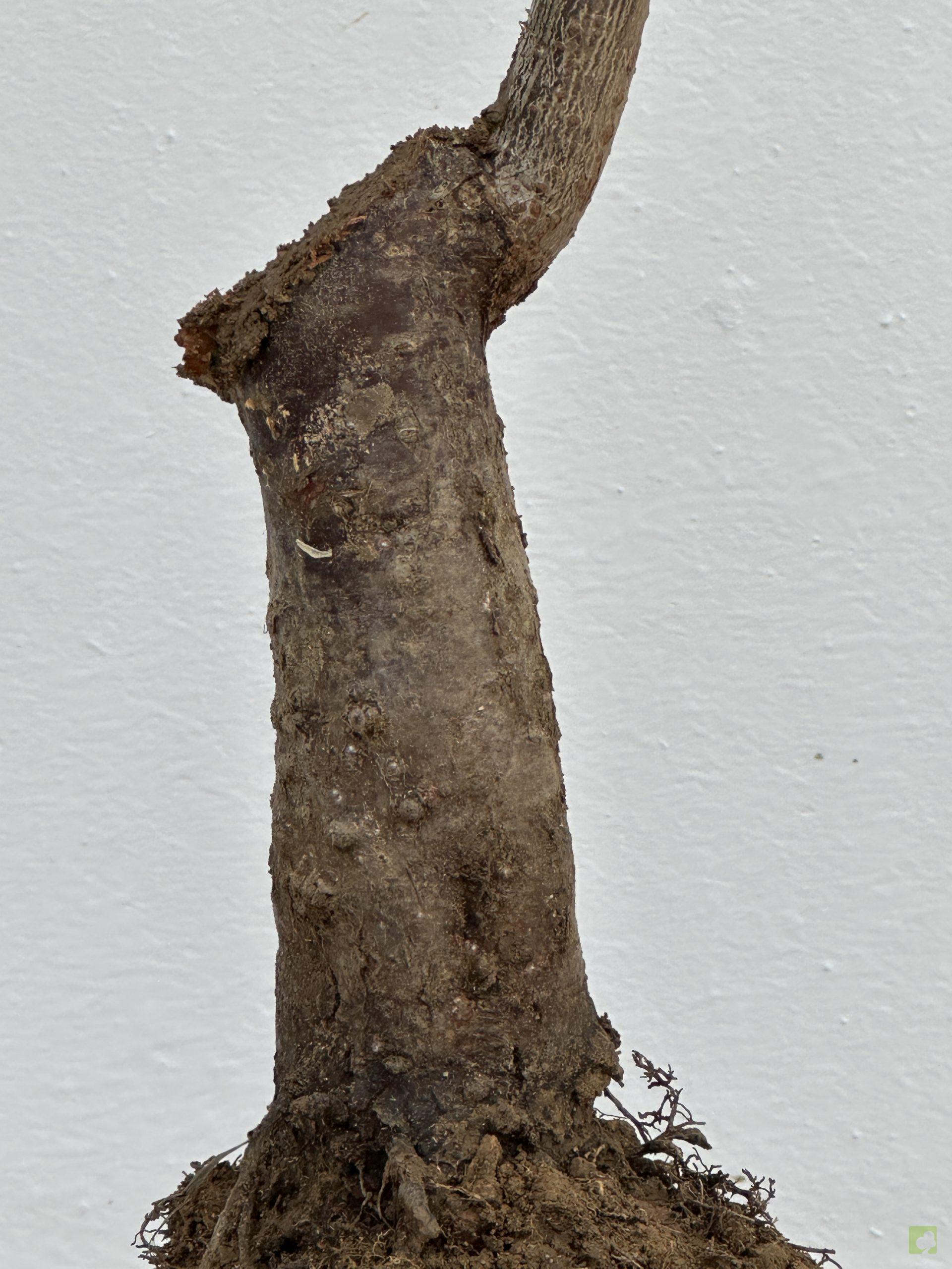 PRUNUS CERASIFERA 22 (2)