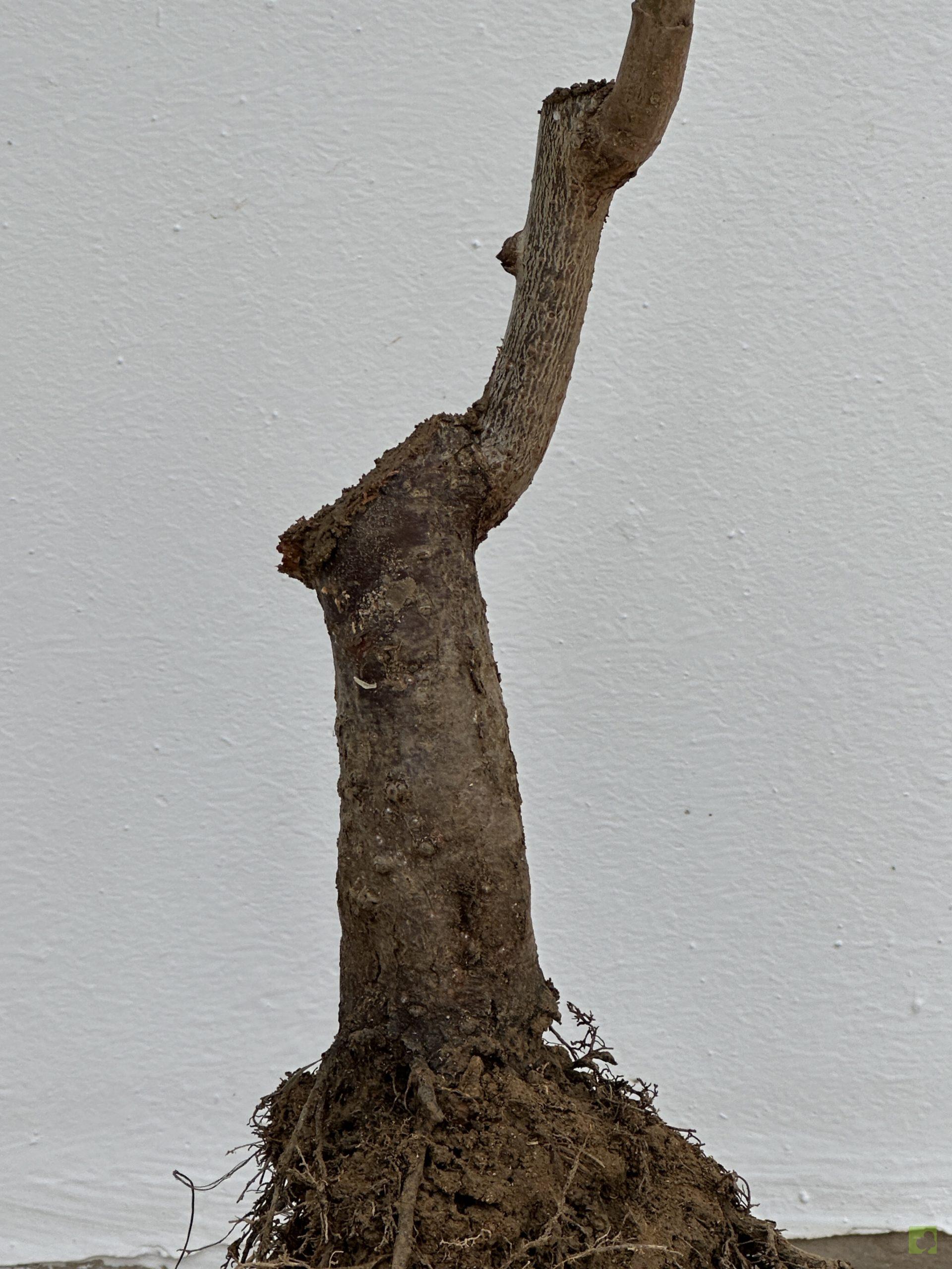 PRUNUS CERASIFERA 22 (3)