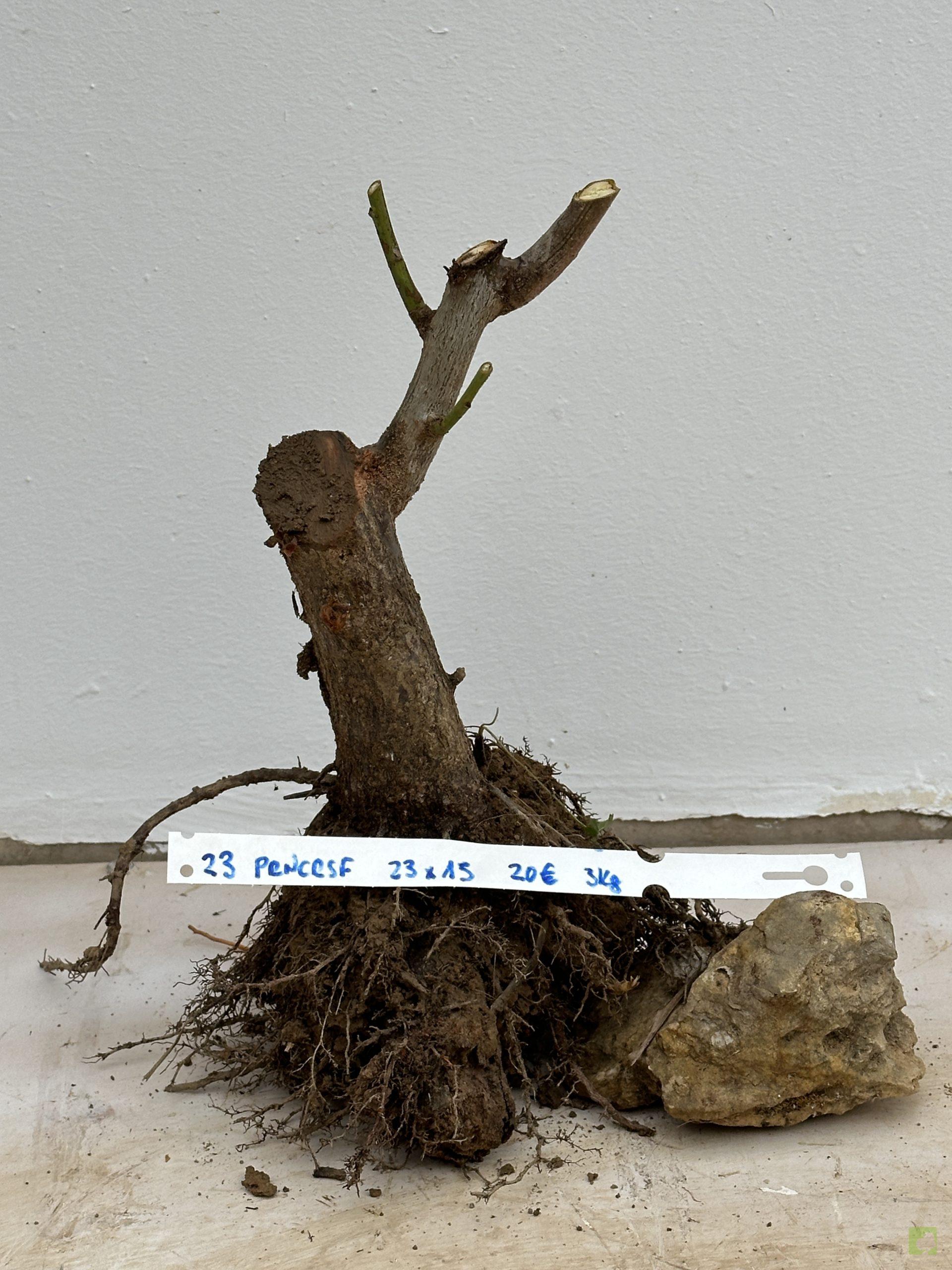 PRUNUS CERASIFERA 23 (1)