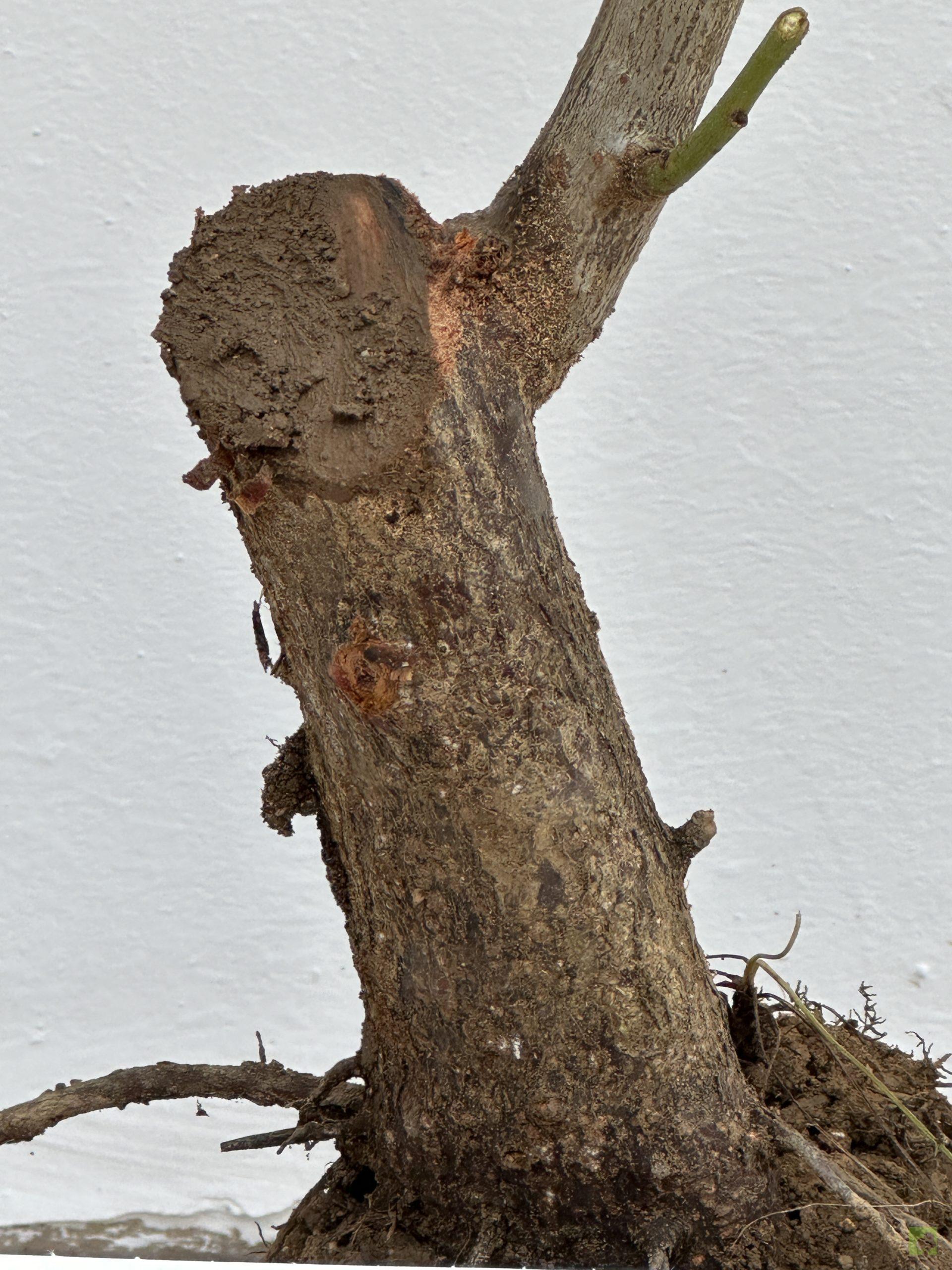 PRUNUS CERASIFERA 23 (2)