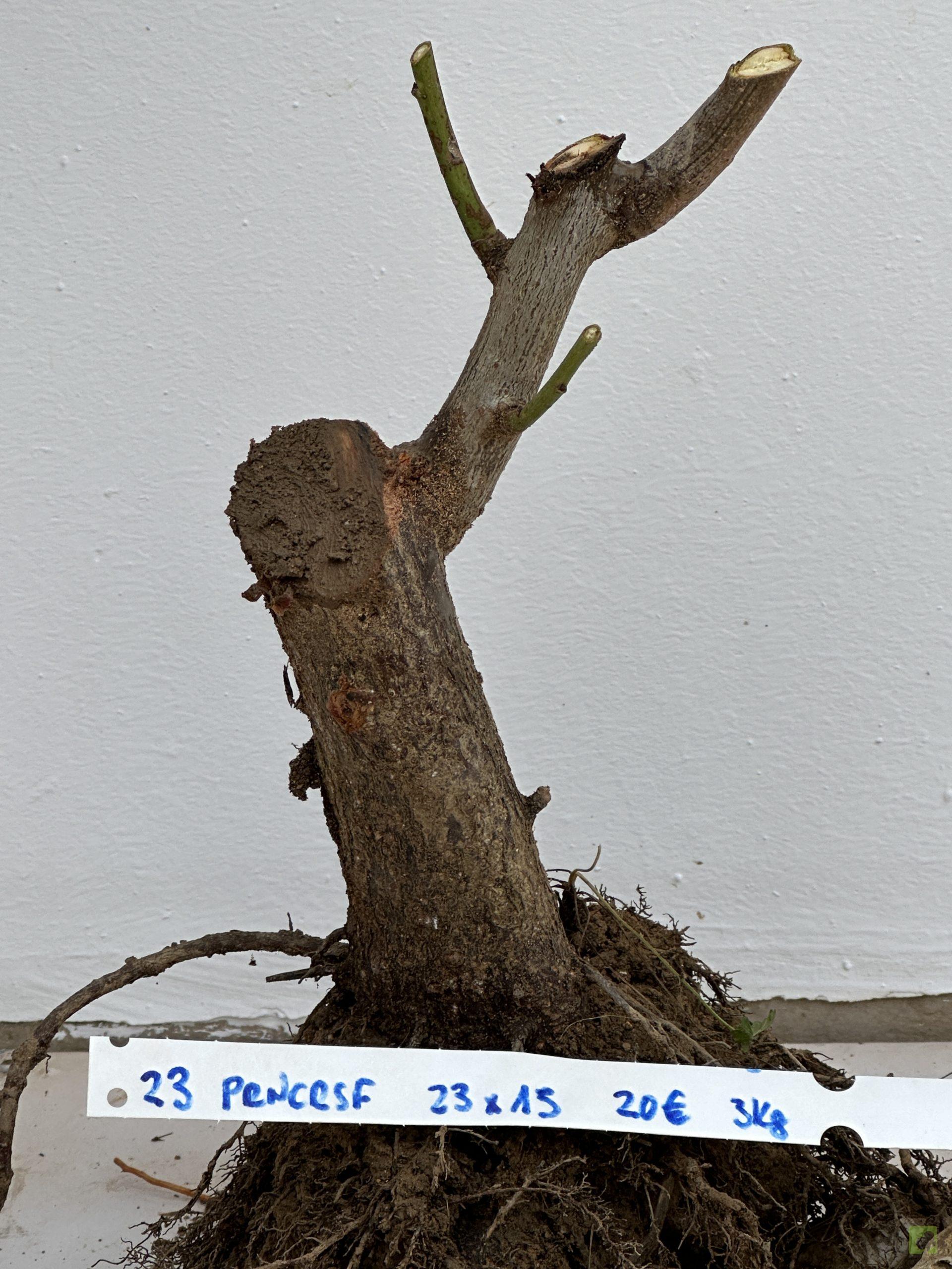 PRUNUS CERASIFERA 23 (3)